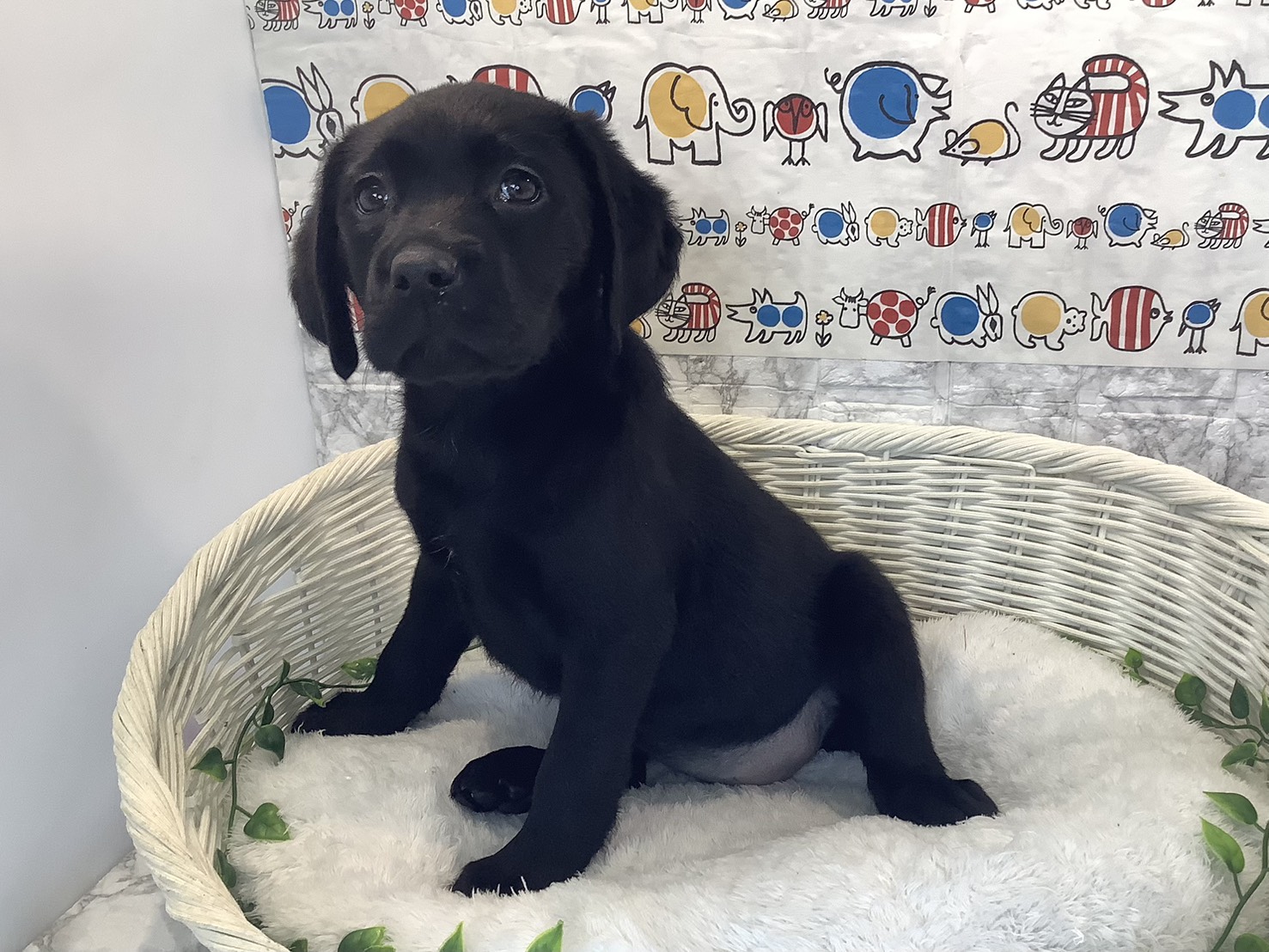 奈良県のラブラドールレトリーバー (マルエスペット 奈良店/2025年9月29日生まれ/女の子/ブラック)の子犬の3枚目の画像