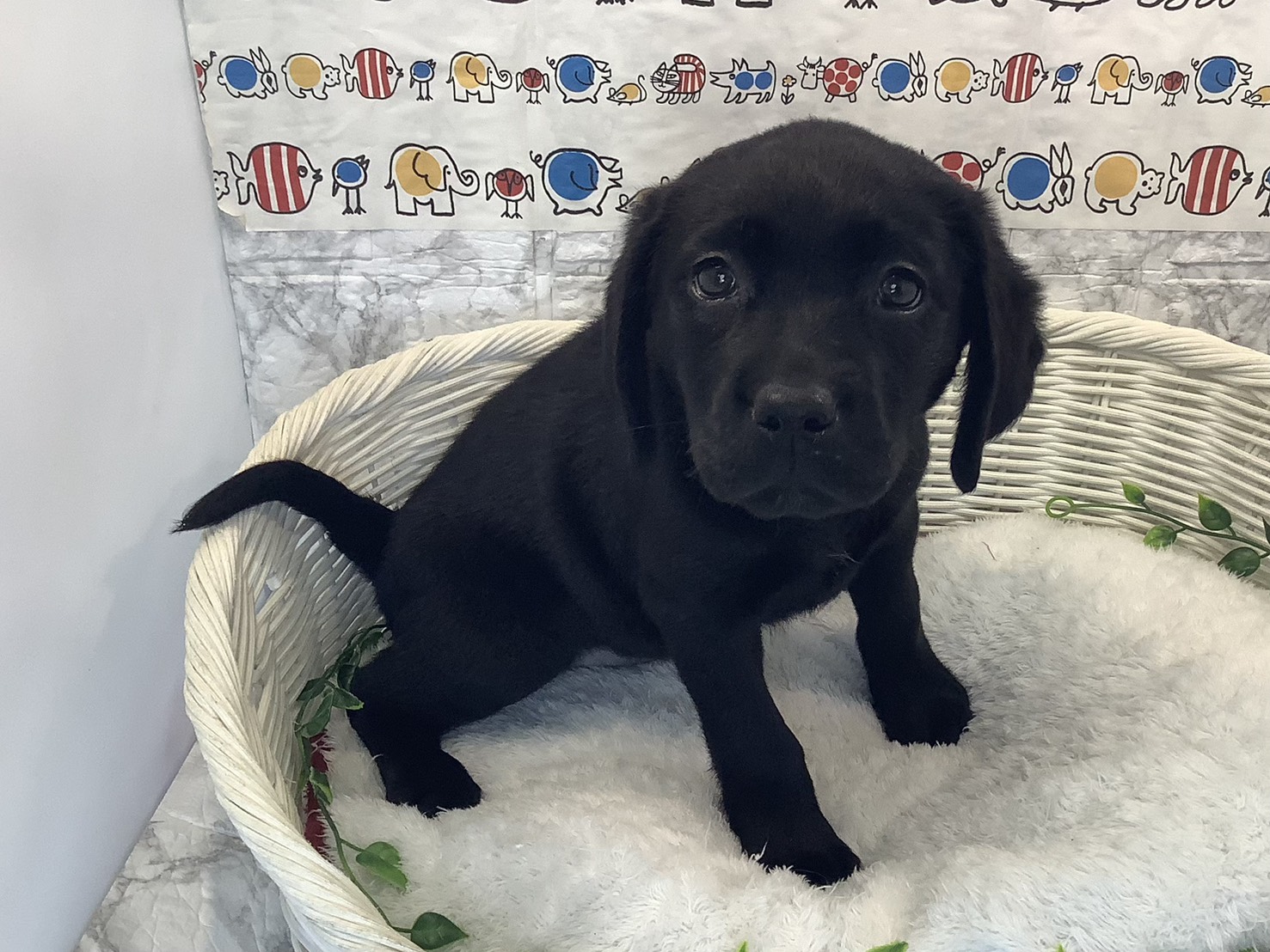 奈良県のラブラドールレトリーバー (マルエスペット 奈良店/2025年9月29日生まれ/女の子/ブラック)の子犬の2枚目の画像