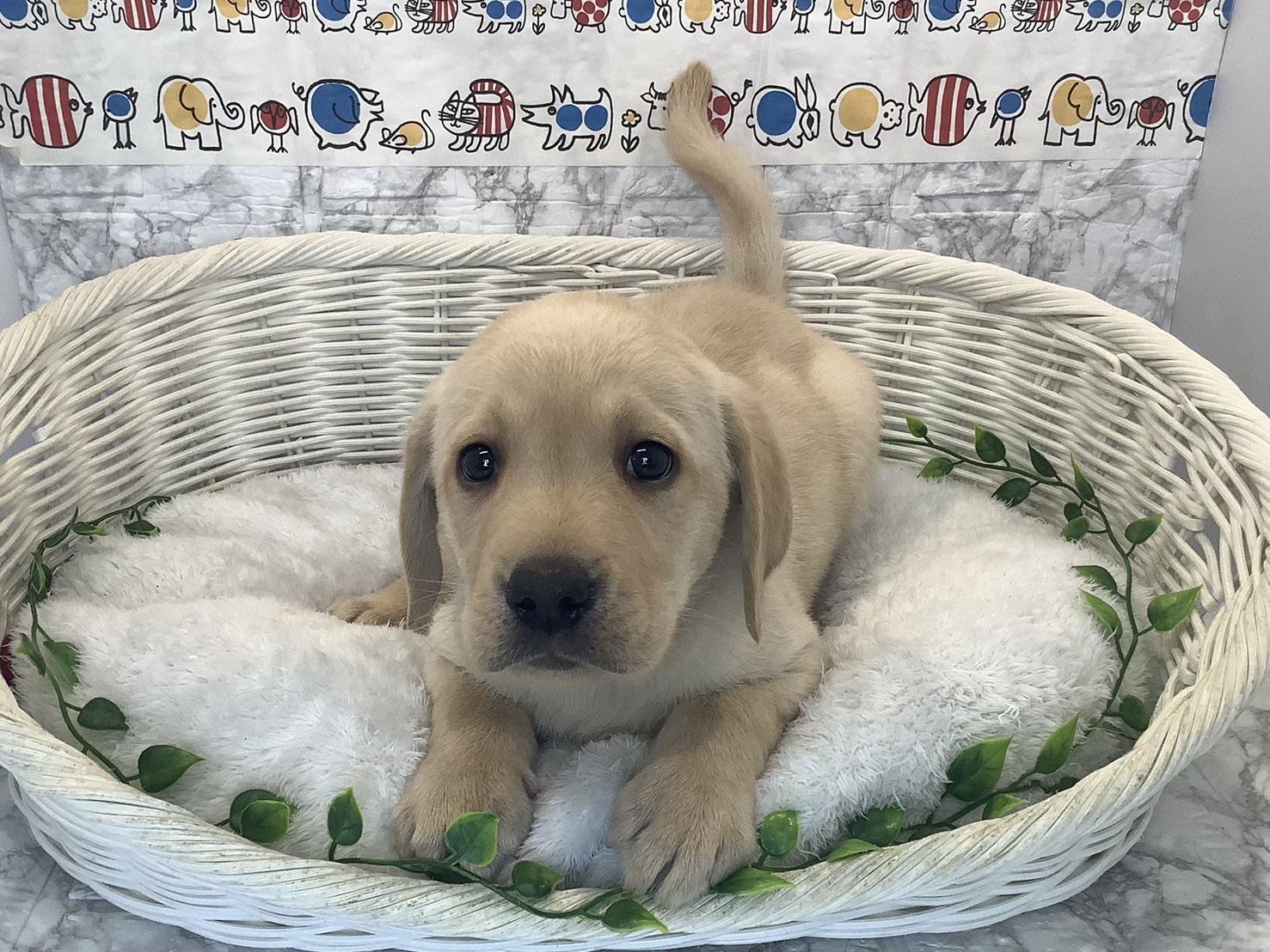 静岡県のラブラドールレトリーバー (マルエスペットホームアシスト店/2025年10月7日生まれ/男の子/イエロー)の子犬の1枚目の画像