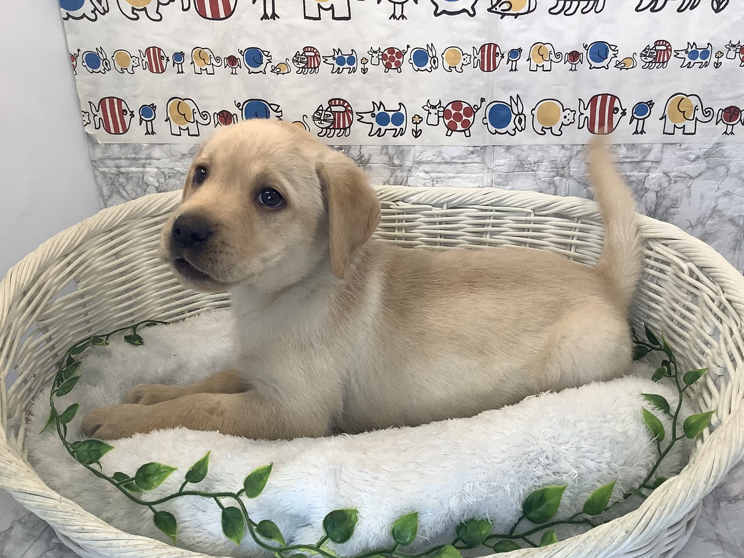 静岡県のラブラドールレトリーバー (マルエスペットホームアシスト店/2025年10月7日生まれ/男の子/イエロー)の子犬の3枚目の画像