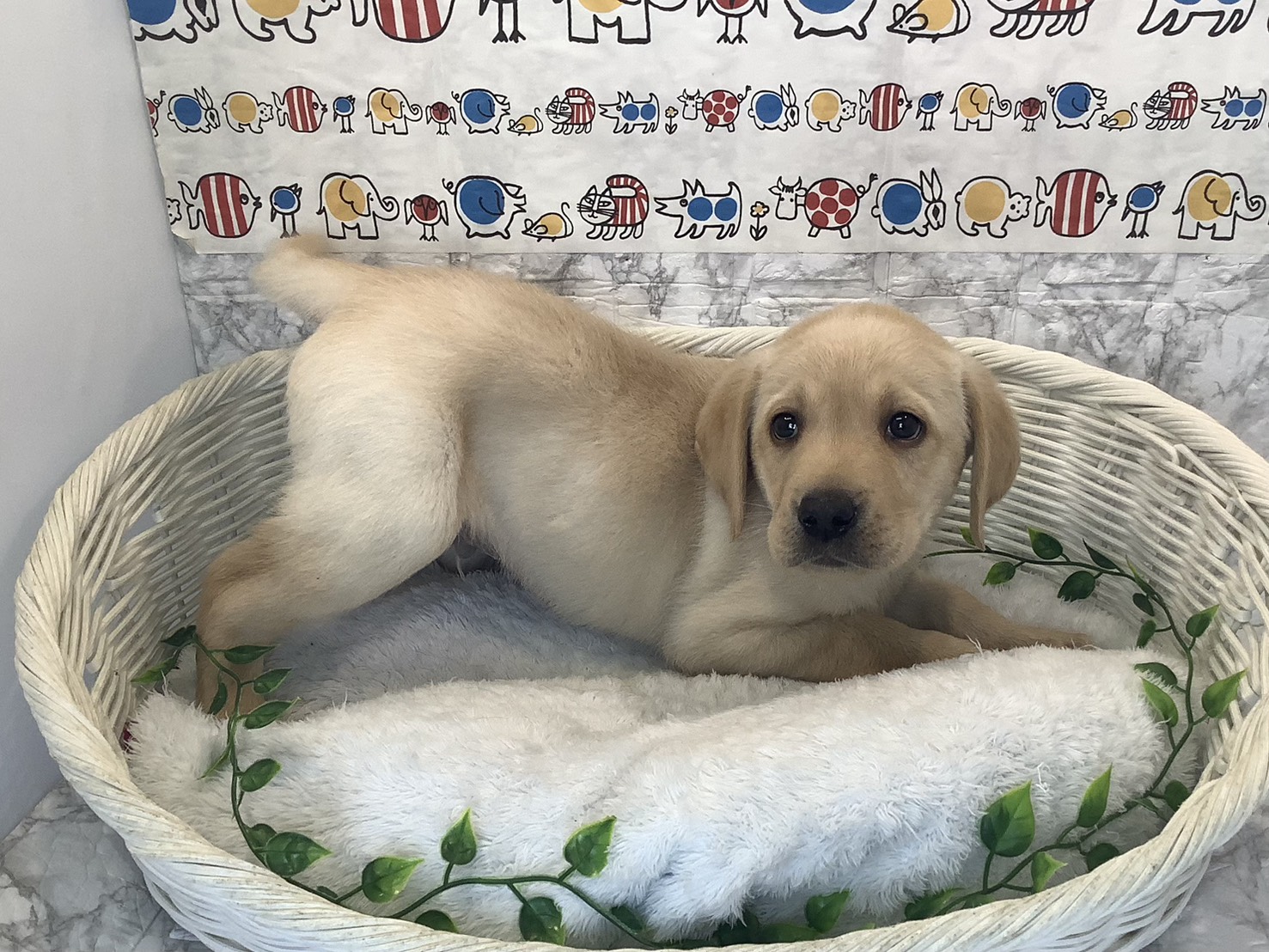 静岡県のラブラドールレトリーバー (マルエスペットホームアシスト店/2025年10月7日生まれ/男の子/イエロー)の子犬の2枚目の画像