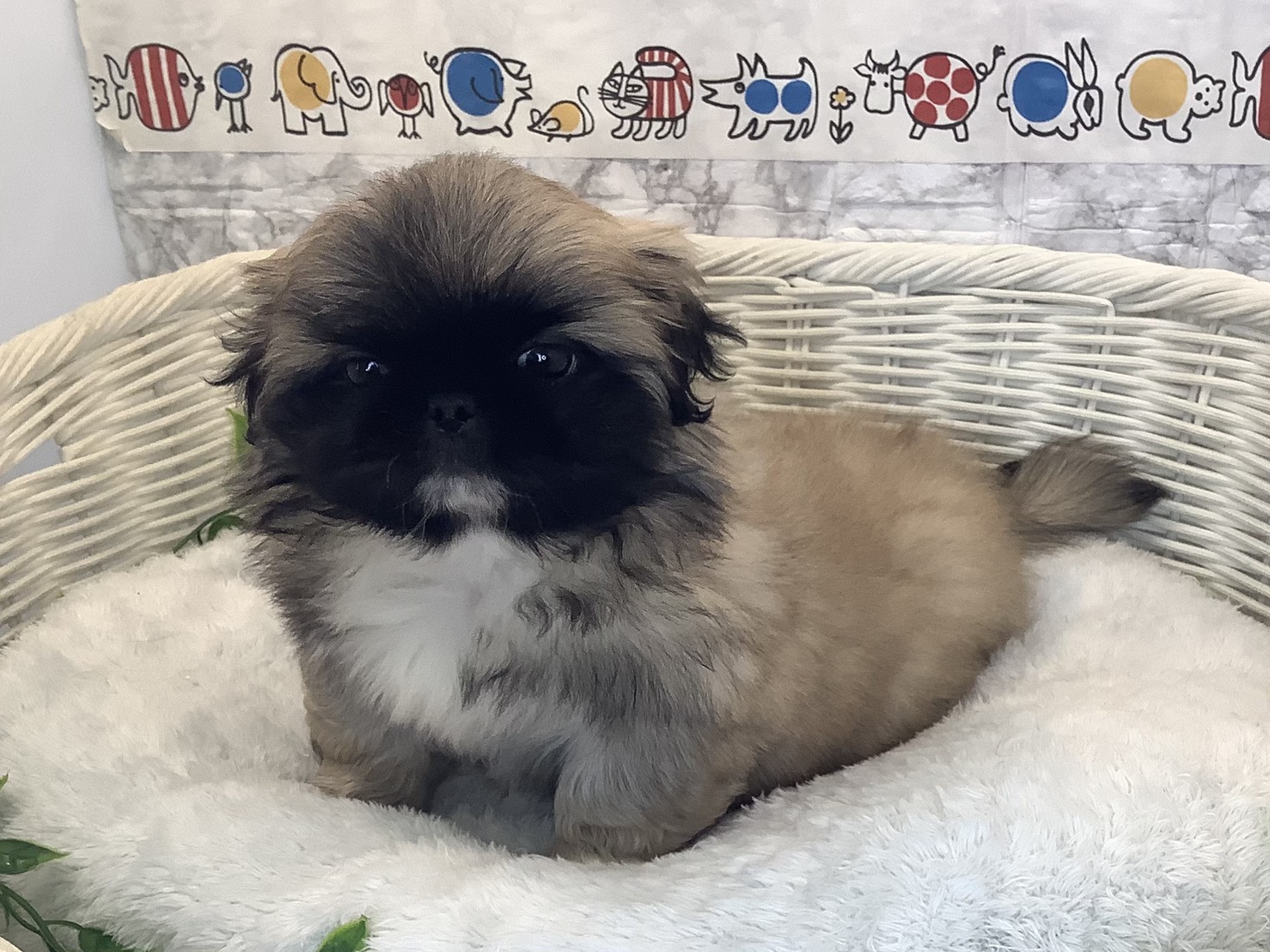 奈良県のペキニーズ (マルエスペット 富雄店/2025年10月13日生まれ/男の子/フォーン)の子犬の3枚目の画像