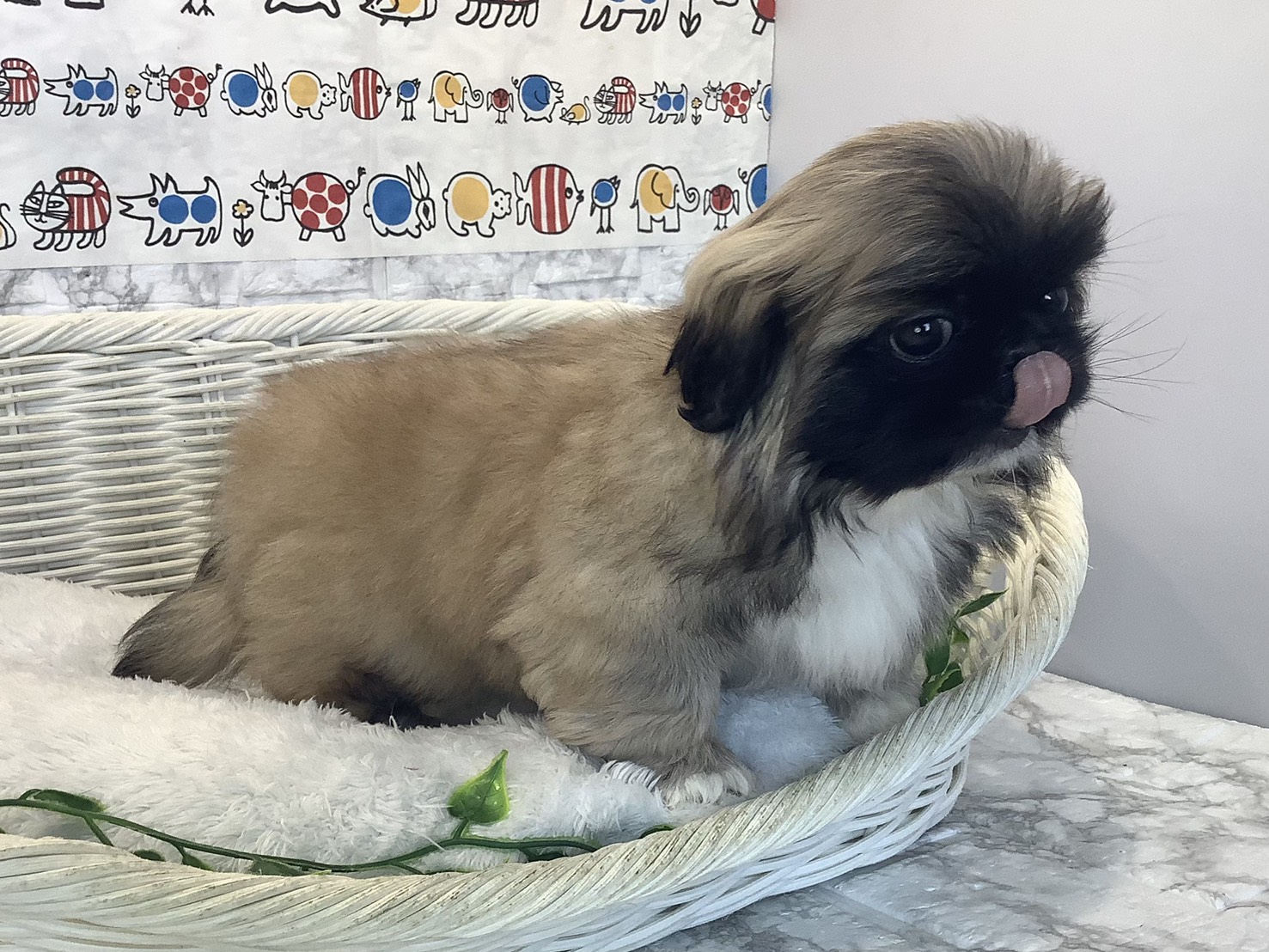 奈良県のペキニーズ (マルエスペット 富雄店/2025年10月13日生まれ/男の子/フォーン)の子犬の2枚目の画像