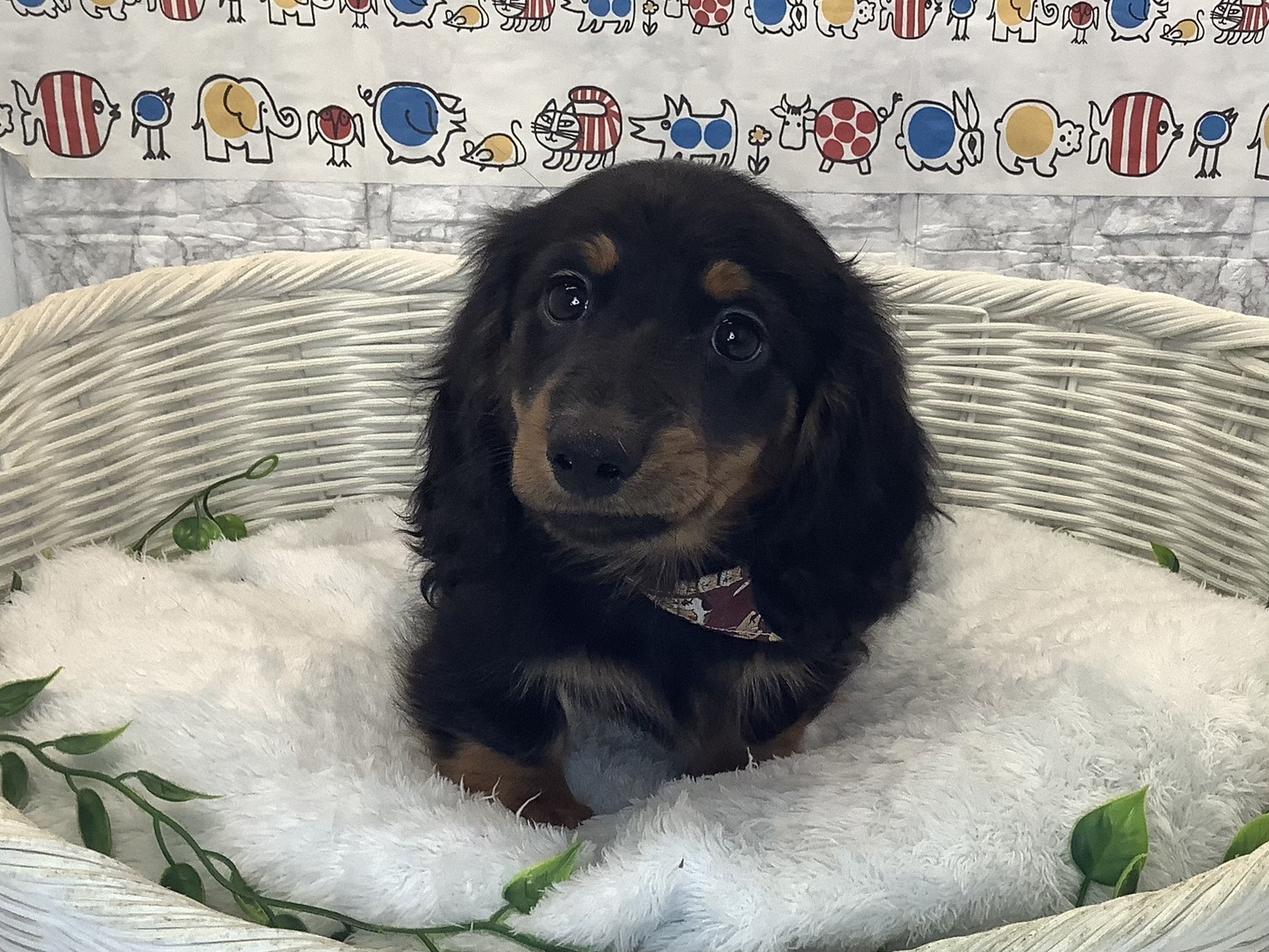 奈良県のミニチュアダックスフンド(ロング) (マルエスペット ヒルステップ生駒店/2025年10月8日生まれ/男の子/ブラックタン)の子犬の1枚目の画像