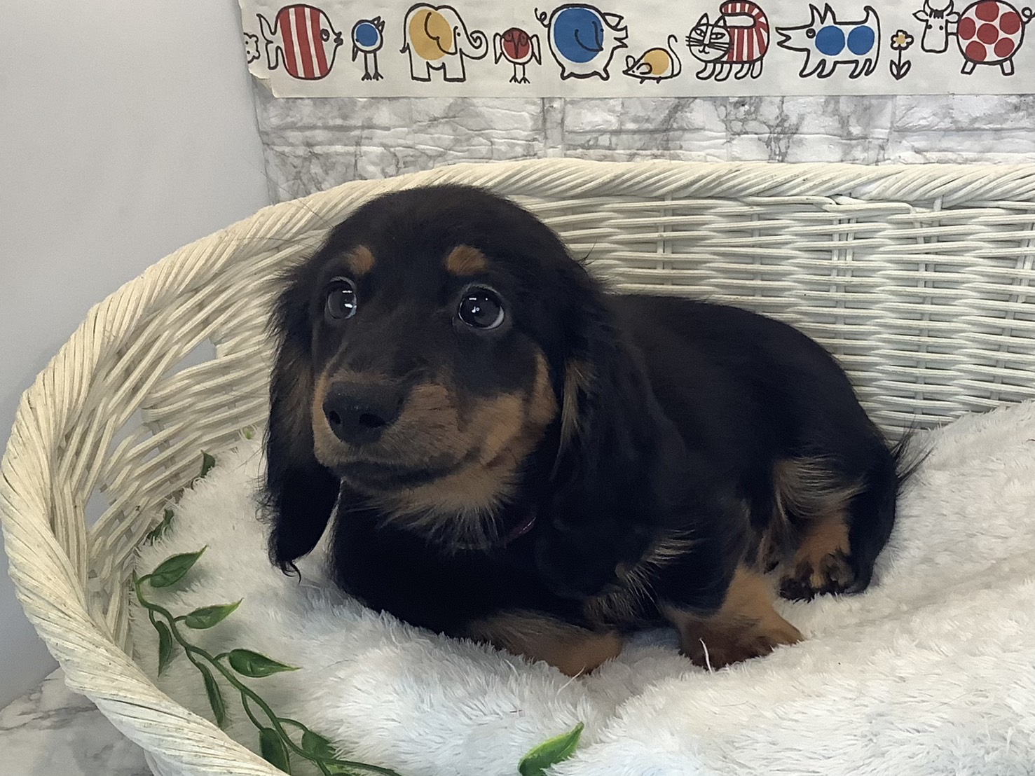 奈良県のミニチュアダックスフンド(ロング) (マルエスペット ヒルステップ生駒店/2025年10月8日生まれ/男の子/ブラックタン)の子犬の3枚目の画像