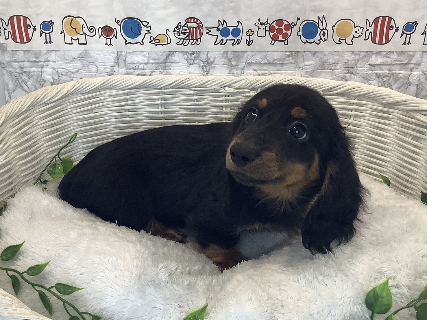 奈良県のミニチュアダックスフンド(ロング) (マルエスペット ヒルステップ生駒店/2025年10月8日生まれ/男の子/ブラックタン)の子犬の2枚目の画像