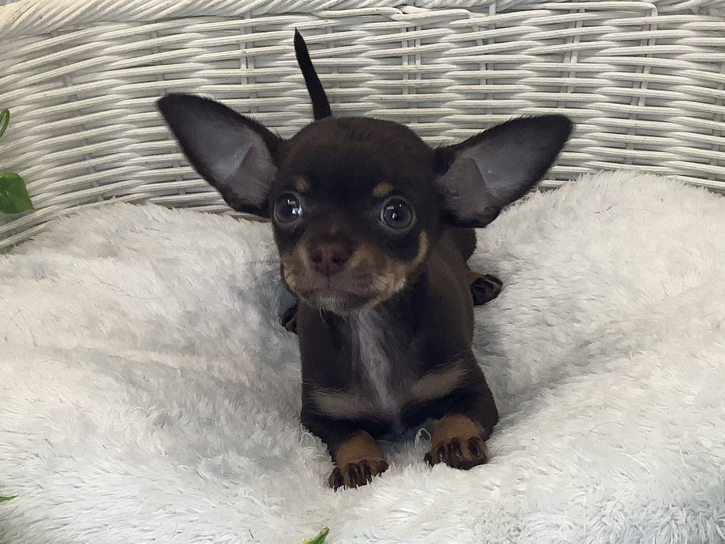 静岡県のハーフ犬・ミックス犬 (マルエスペット富士店/2025年10月9日生まれ/女の子/チョコレートタン)の子犬の1枚目の画像