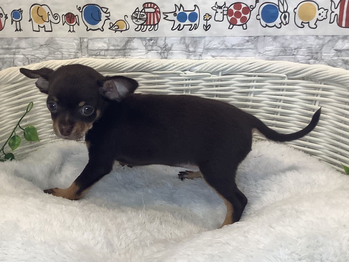 静岡県のハーフ犬・ミックス犬 (マルエスペット富士店/2025年10月9日生まれ/女の子/チョコレートタン)の子犬の3枚目の画像