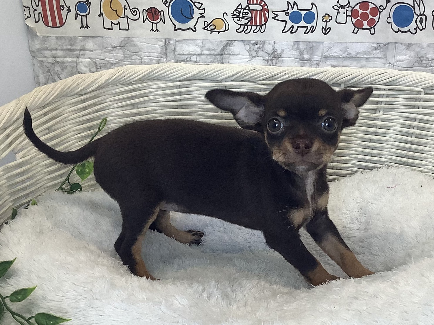 静岡県のハーフ犬・ミックス犬 (マルエスペット富士店/2025年10月9日生まれ/女の子/チョコレートタン)の子犬の2枚目の画像