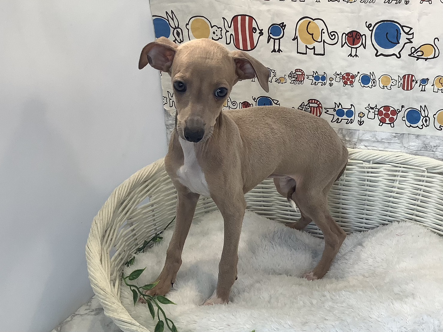 静岡県のイタリアングレーハウンド (マルエスペット富士店/2025年10月10日生まれ/男の子/フォーンホワイト)の子犬の3枚目の画像