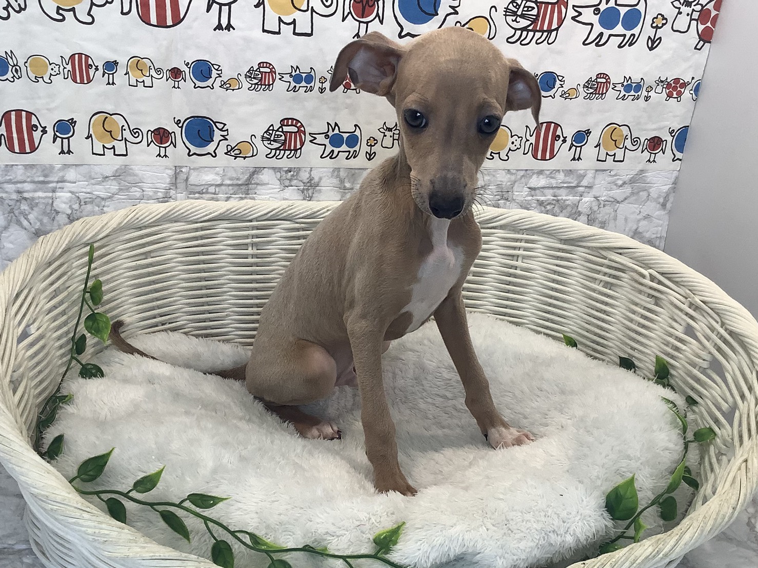 静岡県のイタリアングレーハウンド (マルエスペット富士店/2025年10月10日生まれ/男の子/フォーンホワイト)の子犬の1枚目の画像