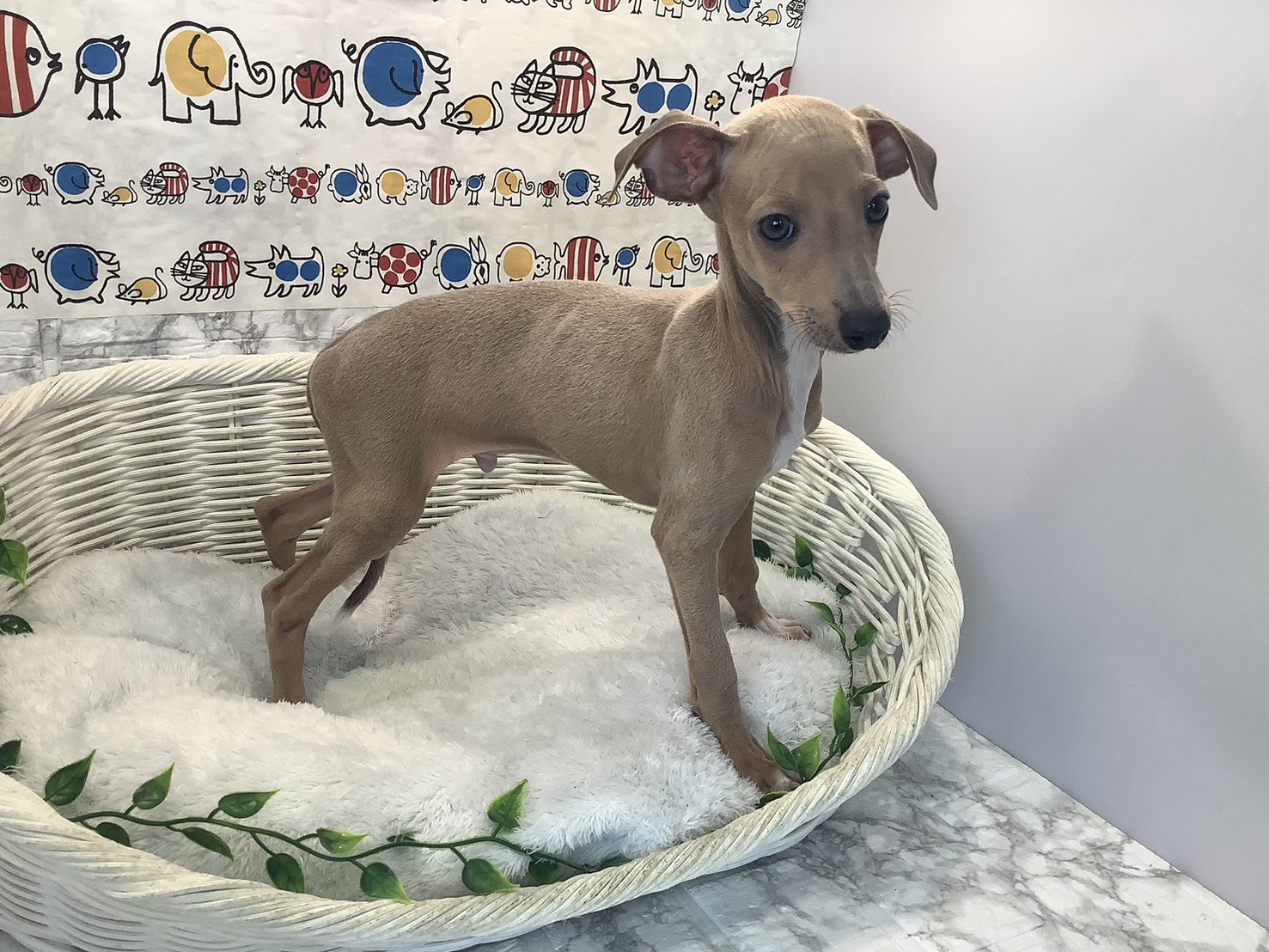 静岡県のイタリアングレーハウンド (マルエスペット富士店/2025年10月10日生まれ/男の子/フォーンホワイト)の子犬の2枚目の画像