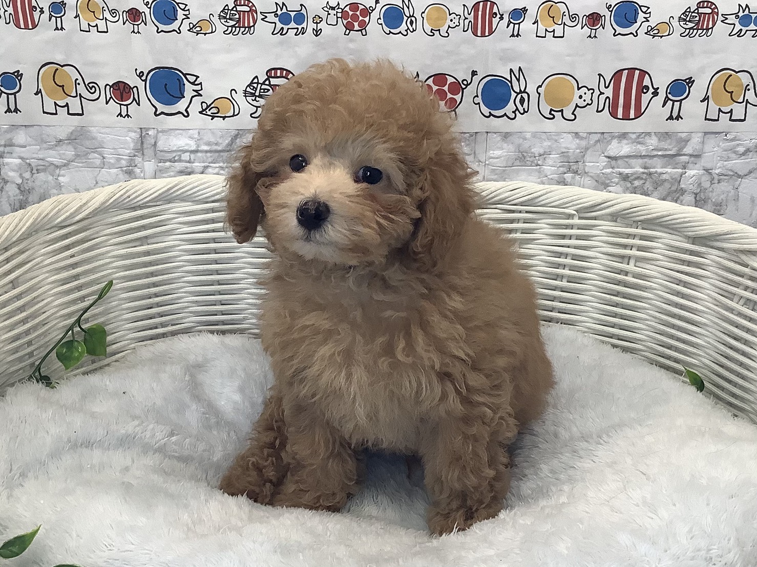 奈良県のトイプードル(トイ) (マルエスペット いかるが店/2025年10月12日生まれ/男の子/オレンジフォーン)の子犬の1枚目の画像