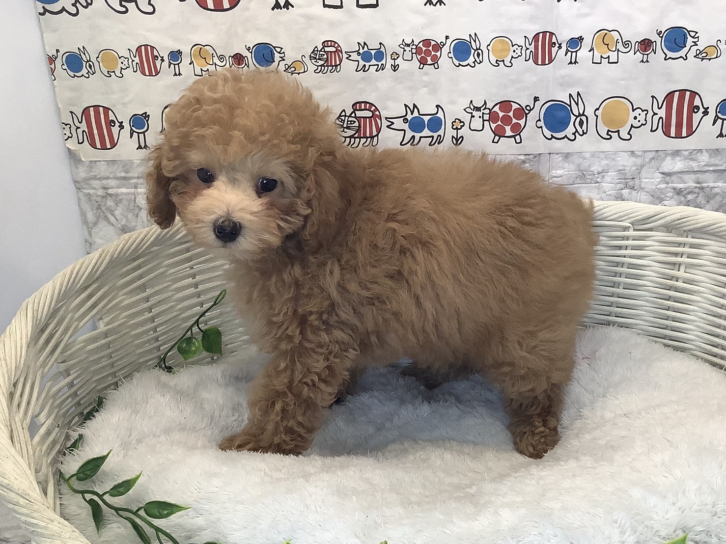 奈良県のトイプードル(トイ) (マルエスペット いかるが店/2025年10月12日生まれ/男の子/オレンジフォーン)の子犬の3枚目の画像