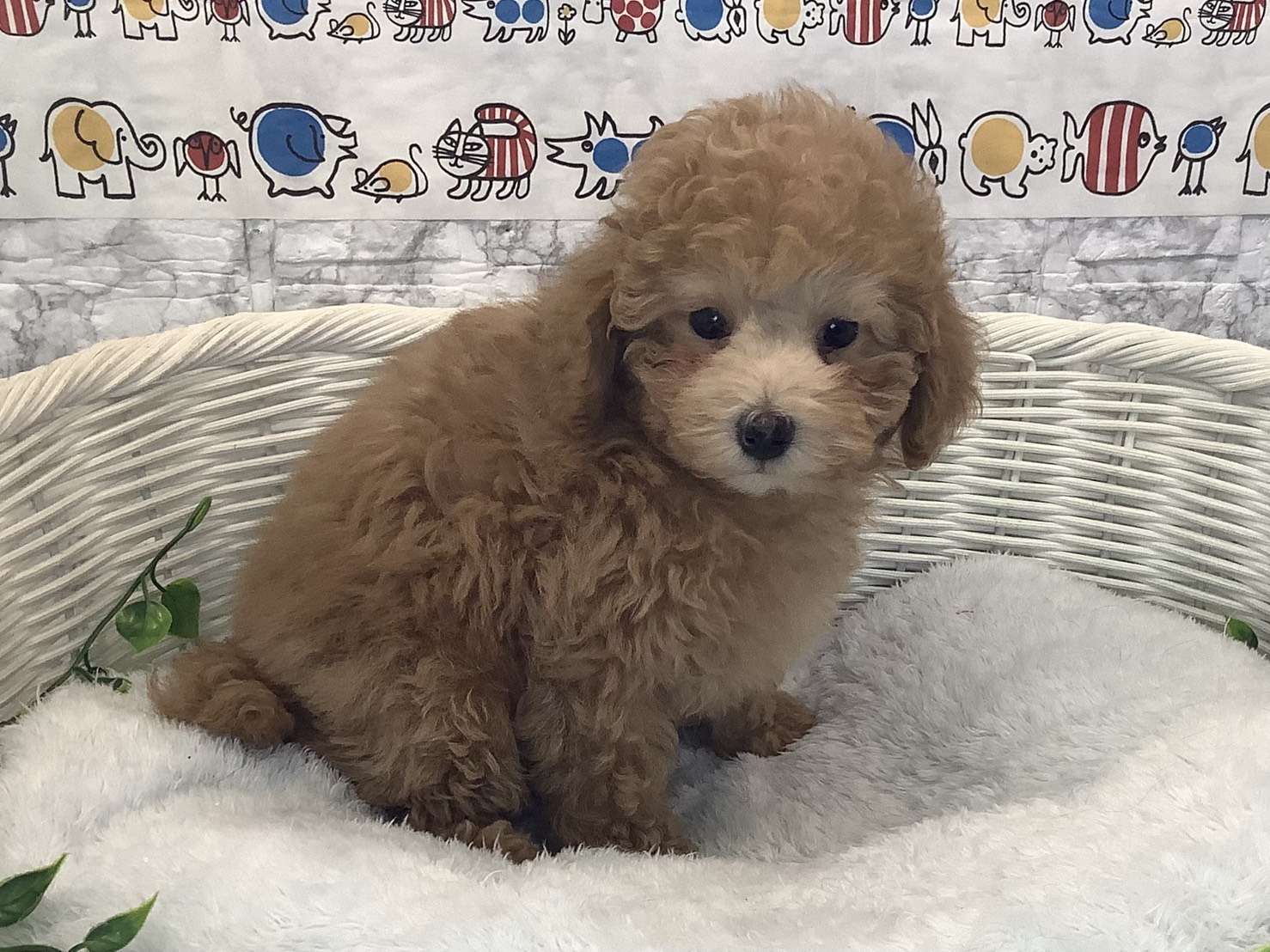 奈良県のトイプードル(トイ) (マルエスペット いかるが店/2025年10月12日生まれ/男の子/オレンジフォーン)の子犬の2枚目の画像