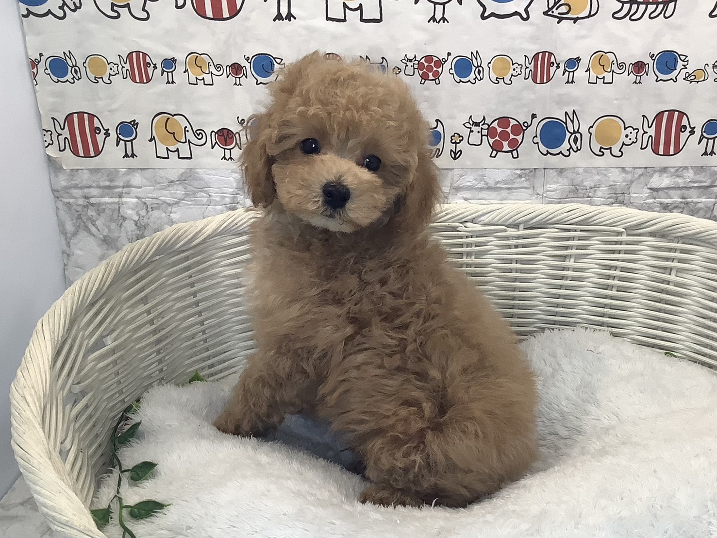 奈良県のトイプードル(トイ) (マルエスペット いかるが店/2025年10月12日生まれ/男の子/オレンジフォーン)の子犬の3枚目の画像