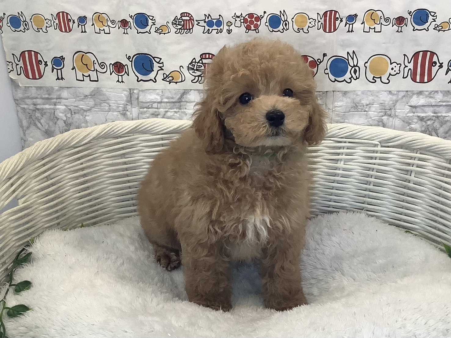 奈良県のトイプードル(トイ) (マルエスペット いかるが店/2025年10月12日生まれ/男の子/オレンジフォーン)の子犬の1枚目の画像