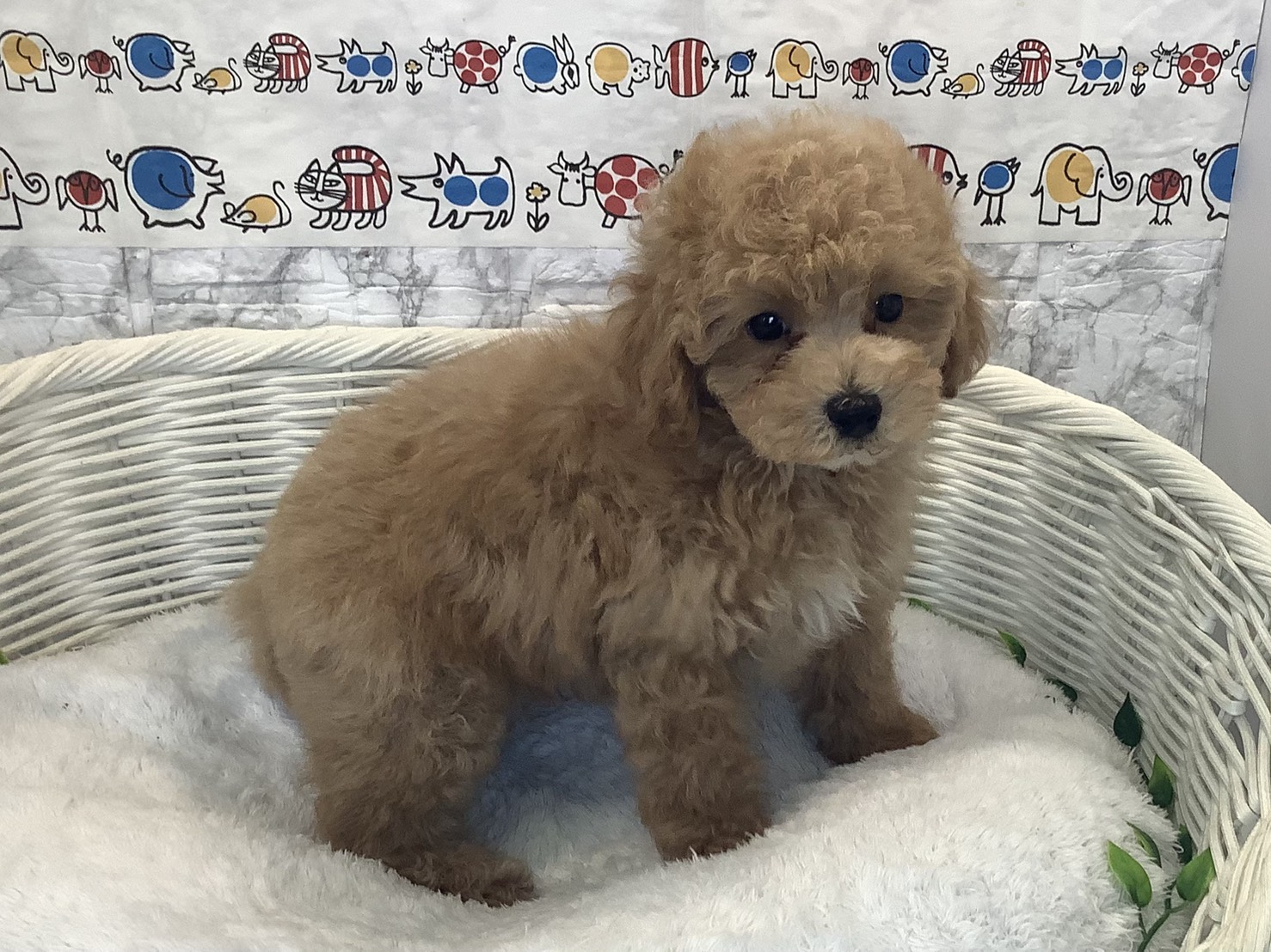 奈良県のトイプードル(トイ) (マルエスペット いかるが店/2025年10月12日生まれ/男の子/オレンジフォーン)の子犬の2枚目の画像