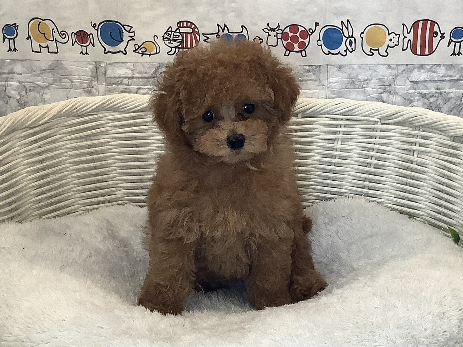 奈良県のトイプードル(トイ) (マルエスペット いかるが店/2025年10月12日生まれ/女の子/レッドフォーン)の子犬の1枚目の画像