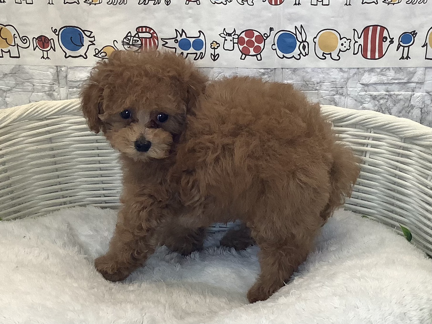 奈良県のトイプードル(トイ) (マルエスペット いかるが店/2025年10月12日生まれ/女の子/レッドフォーン)の子犬の3枚目の画像