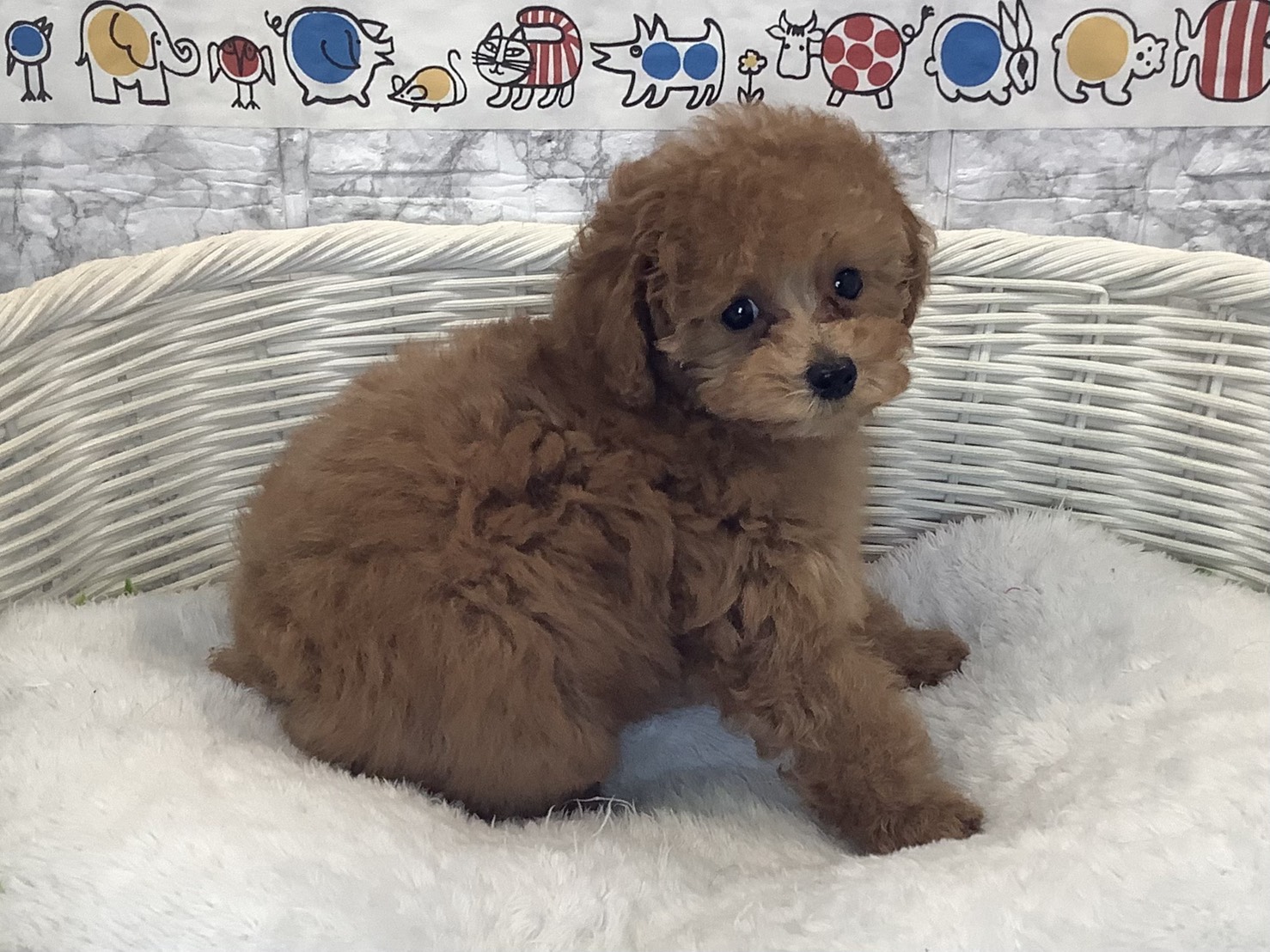 奈良県のトイプードル(トイ) (マルエスペット いかるが店/2025年10月12日生まれ/女の子/レッドフォーン)の子犬の2枚目の画像