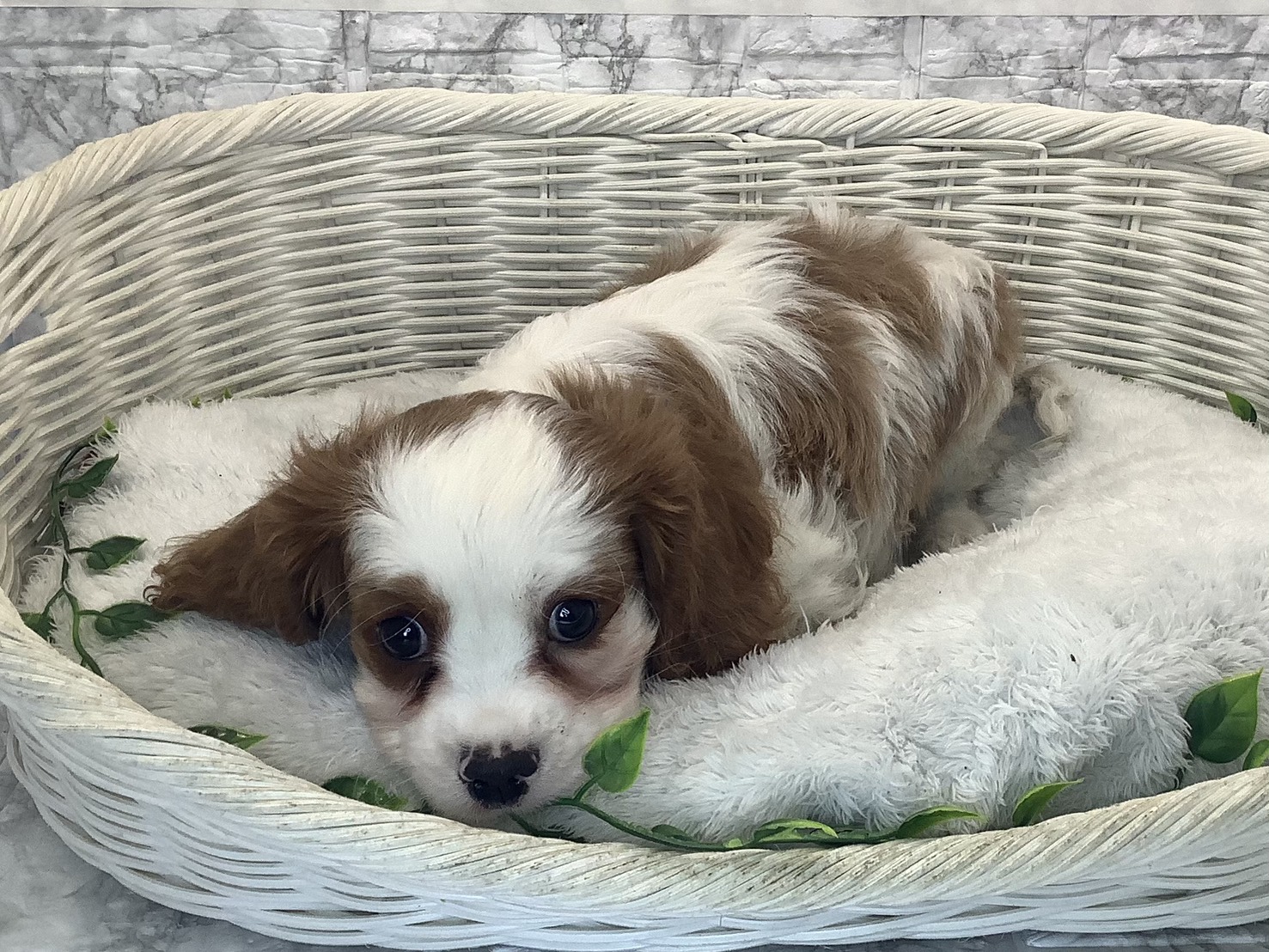 神奈川県のキャバリアキングチャールズスパニエル (マルエスペット相模大野店/2025年10月10日生まれ/男の子/ブレンハイム)の子犬の1枚目の画像