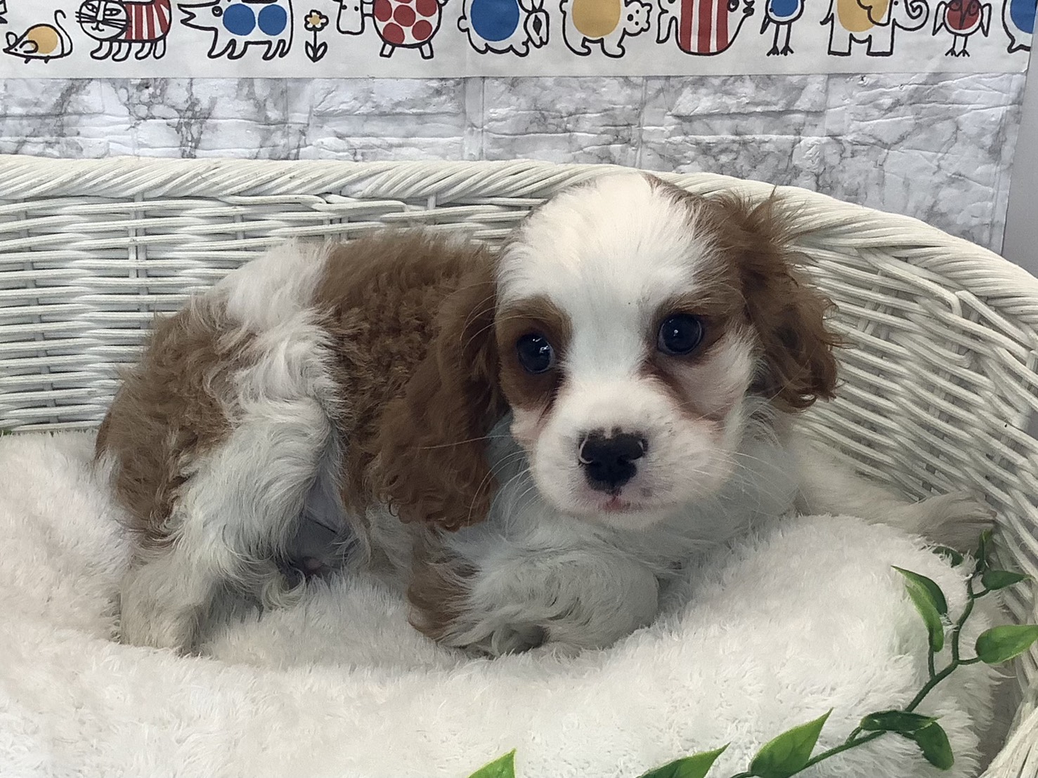 神奈川県のキャバリアキングチャールズスパニエル (マルエスペット相模大野店/2025年10月10日生まれ/男の子/ブレンハイム)の子犬の2枚目の画像