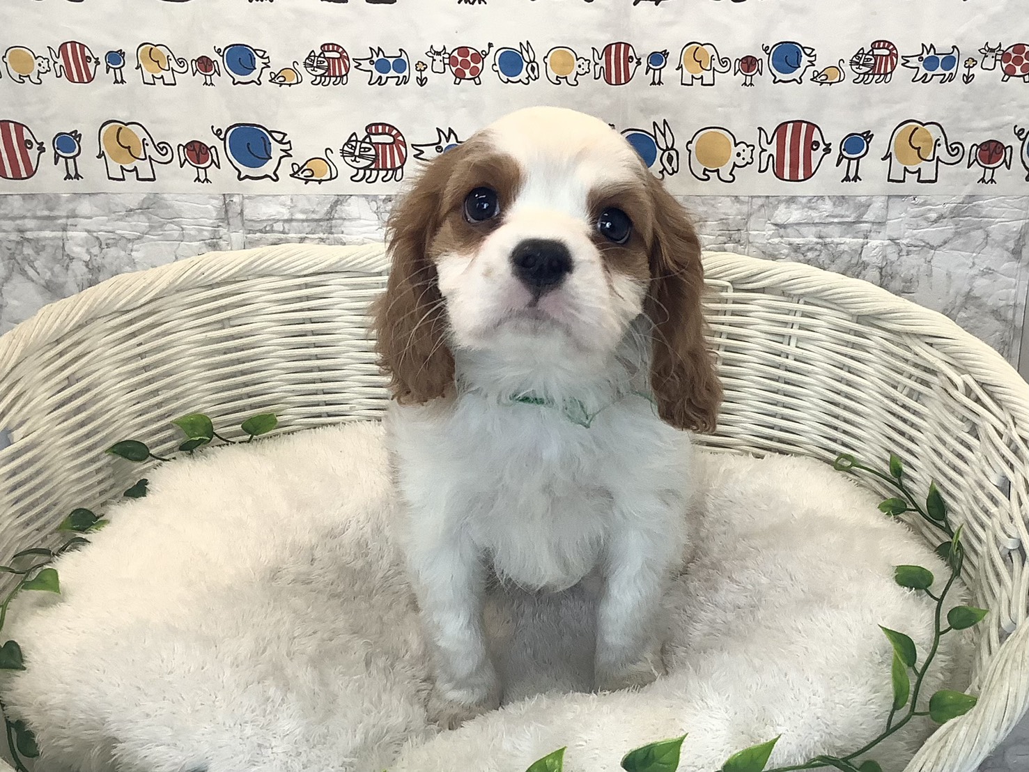 静岡県のキャバリアキングチャールズスパニエル (マルエスペット富士店/2025年10月10日生まれ/男の子/ブレンハイム)の子犬の1枚目の画像
