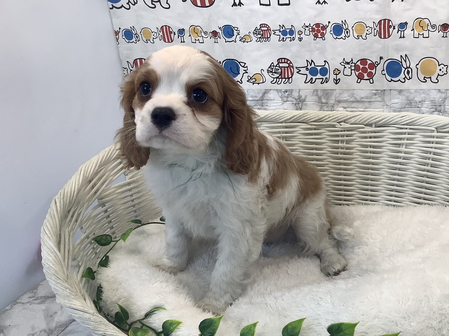 静岡県のキャバリアキングチャールズスパニエル (マルエスペット富士店/2025年10月10日生まれ/男の子/ブレンハイム)の子犬の3枚目の画像