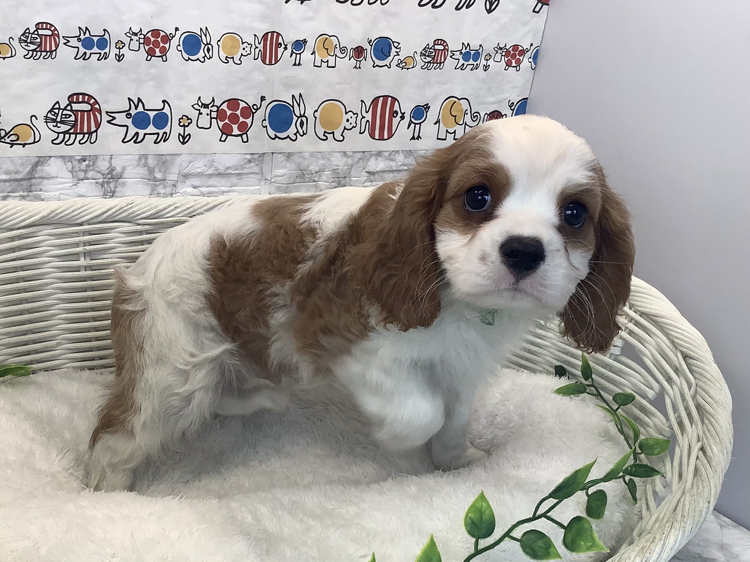 静岡県のキャバリアキングチャールズスパニエル (マルエスペット富士店/2025年10月10日生まれ/男の子/ブレンハイム)の子犬の2枚目の画像