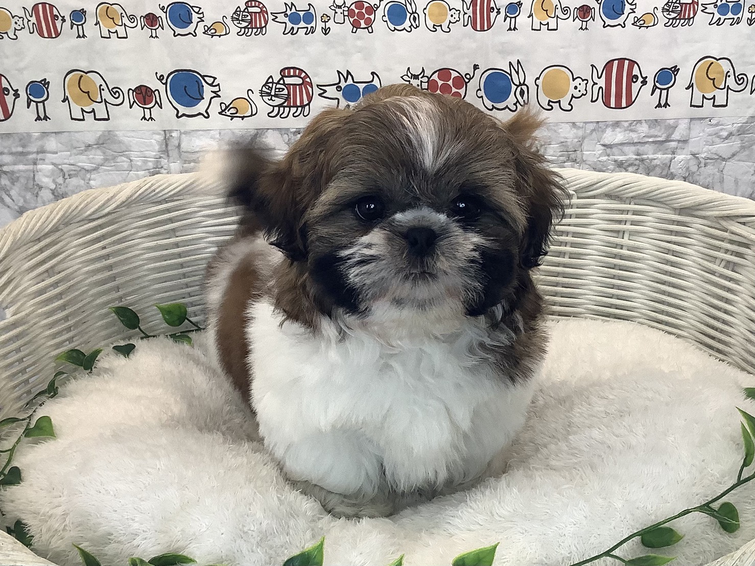 奈良県のシーズー (マルエスペット 富雄店/2025年10月13日生まれ/女の子/ゴールドホワイト)の子犬の1枚目の画像