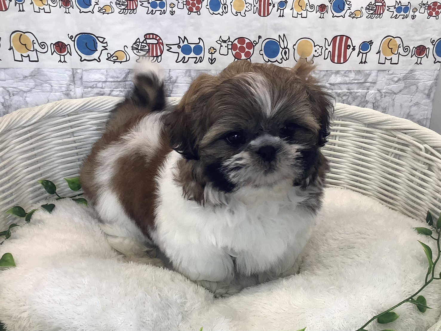 奈良県のシーズー (マルエスペット 富雄店/2025年10月13日生まれ/女の子/ゴールドホワイト)の子犬の2枚目の画像