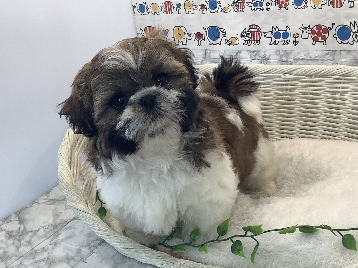 奈良県のシーズー (マルエスペット 富雄店/2025年10月13日生まれ/女の子/ゴールドホワイト)の子犬の3枚目の画像