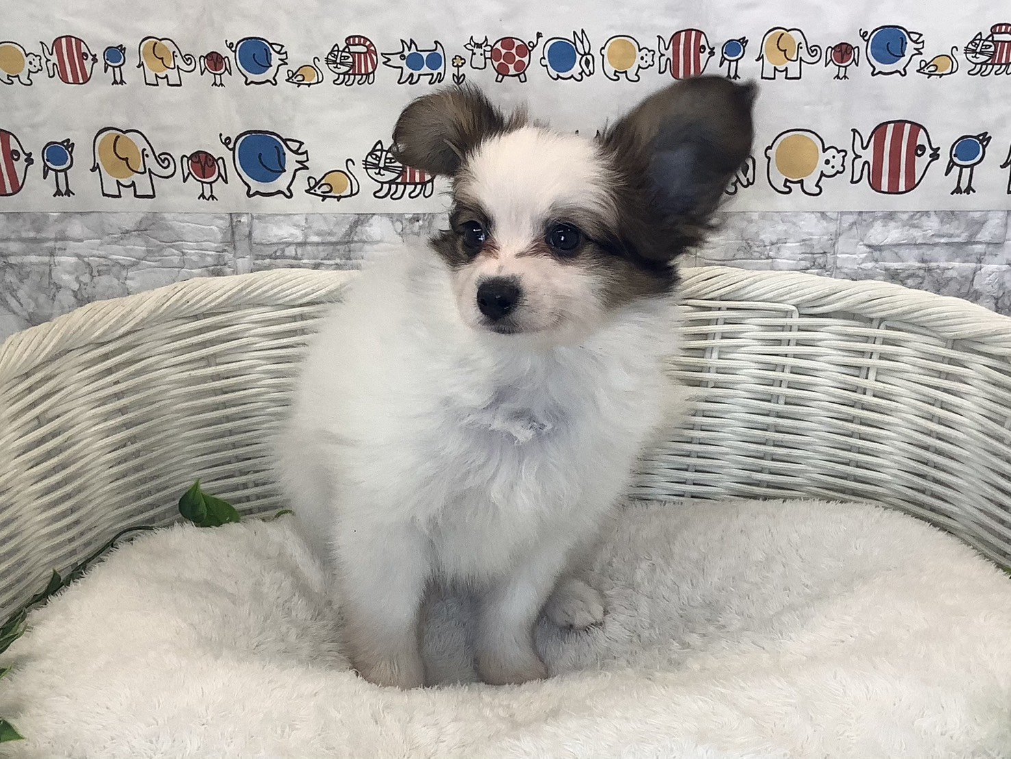 奈良県のパピヨン (マルエスペット 奈良店/2025年10月14日生まれ/男の子/ホワイトセーブル)の子犬の1枚目の画像