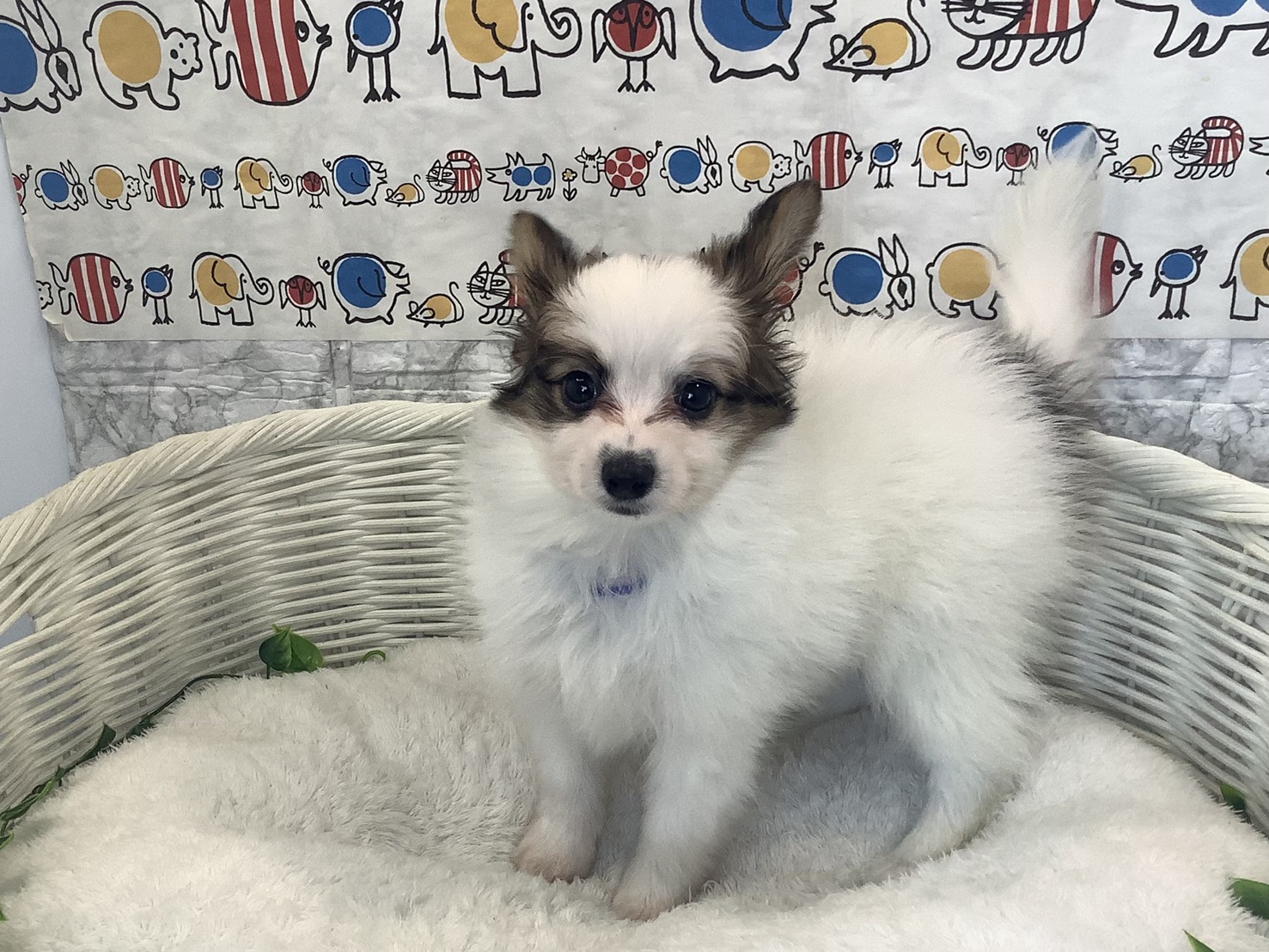 奈良県のパピヨン (マルエスペット 奈良店/2025年10月14日生まれ/男の子/ホワイトセーブル)の子犬の3枚目の画像
