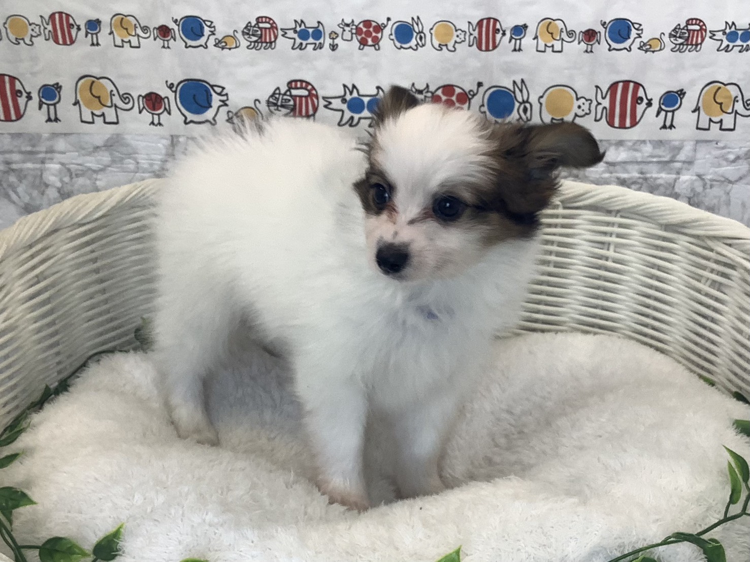 奈良県のパピヨン (マルエスペット 奈良店/2025年10月14日生まれ/男の子/ホワイトセーブル)の子犬の2枚目の画像