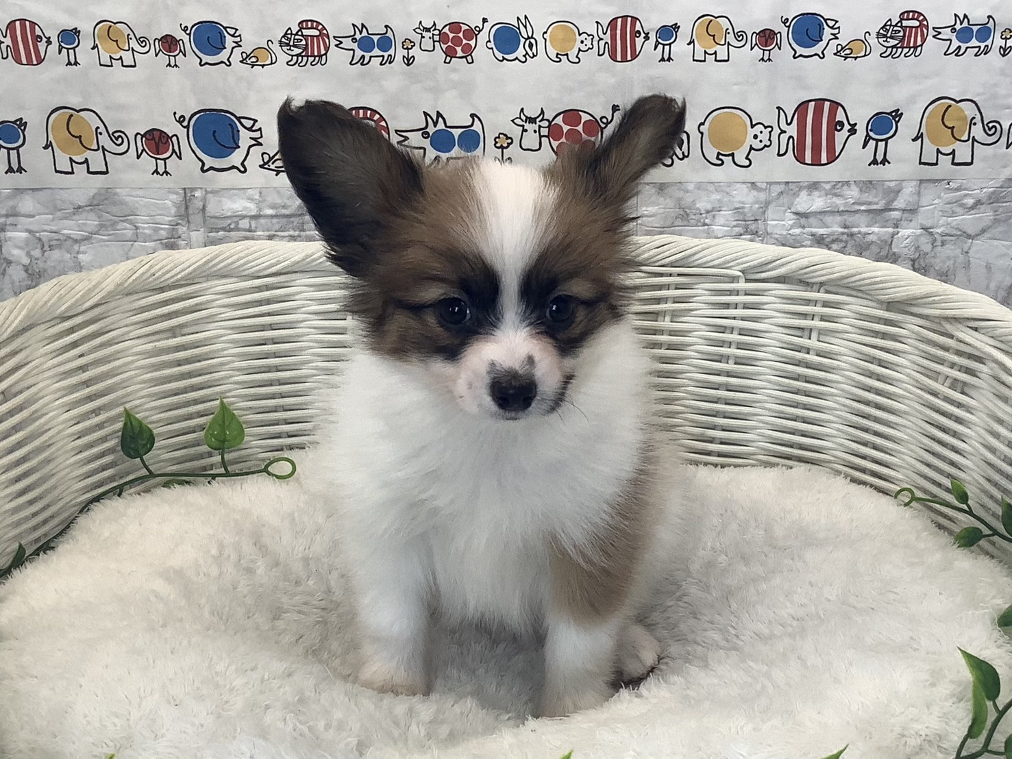 奈良県のパピヨン (マルエスペット 奈良店/2025年10月14日生まれ/女の子/ホワイトセーブル)の子犬の1枚目の画像