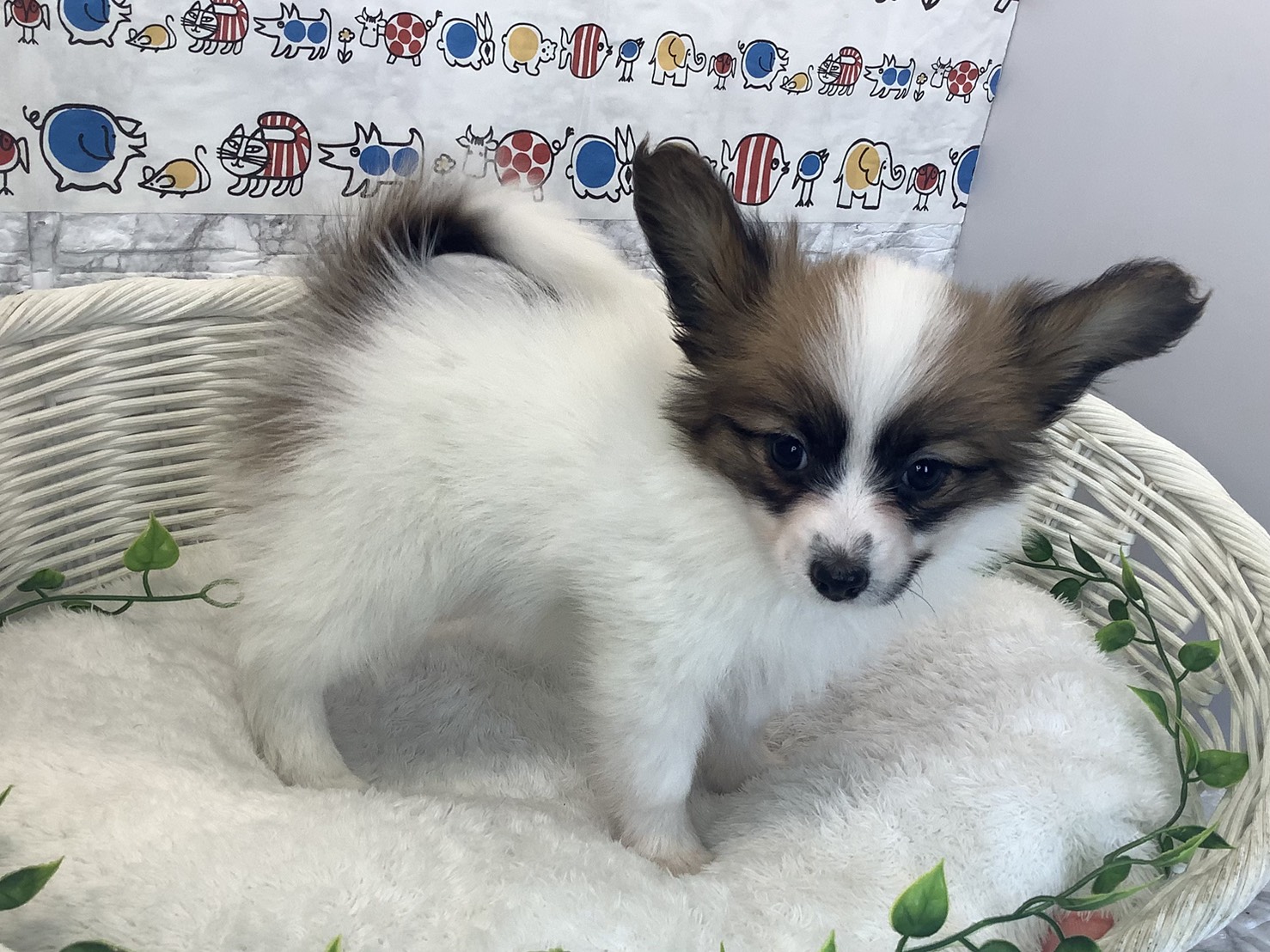 奈良県のパピヨン (マルエスペット 奈良店/2025年10月14日生まれ/女の子/ホワイトセーブル)の子犬の2枚目の画像