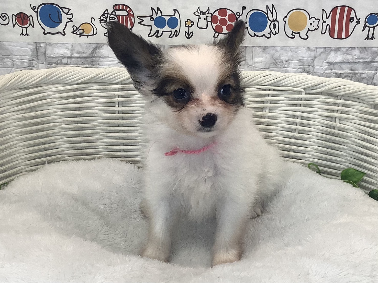 奈良県のパピヨン (マルエスペット はんな店/2025年10月14日生まれ/女の子/ホワイトセーブル)の子犬の1枚目の画像