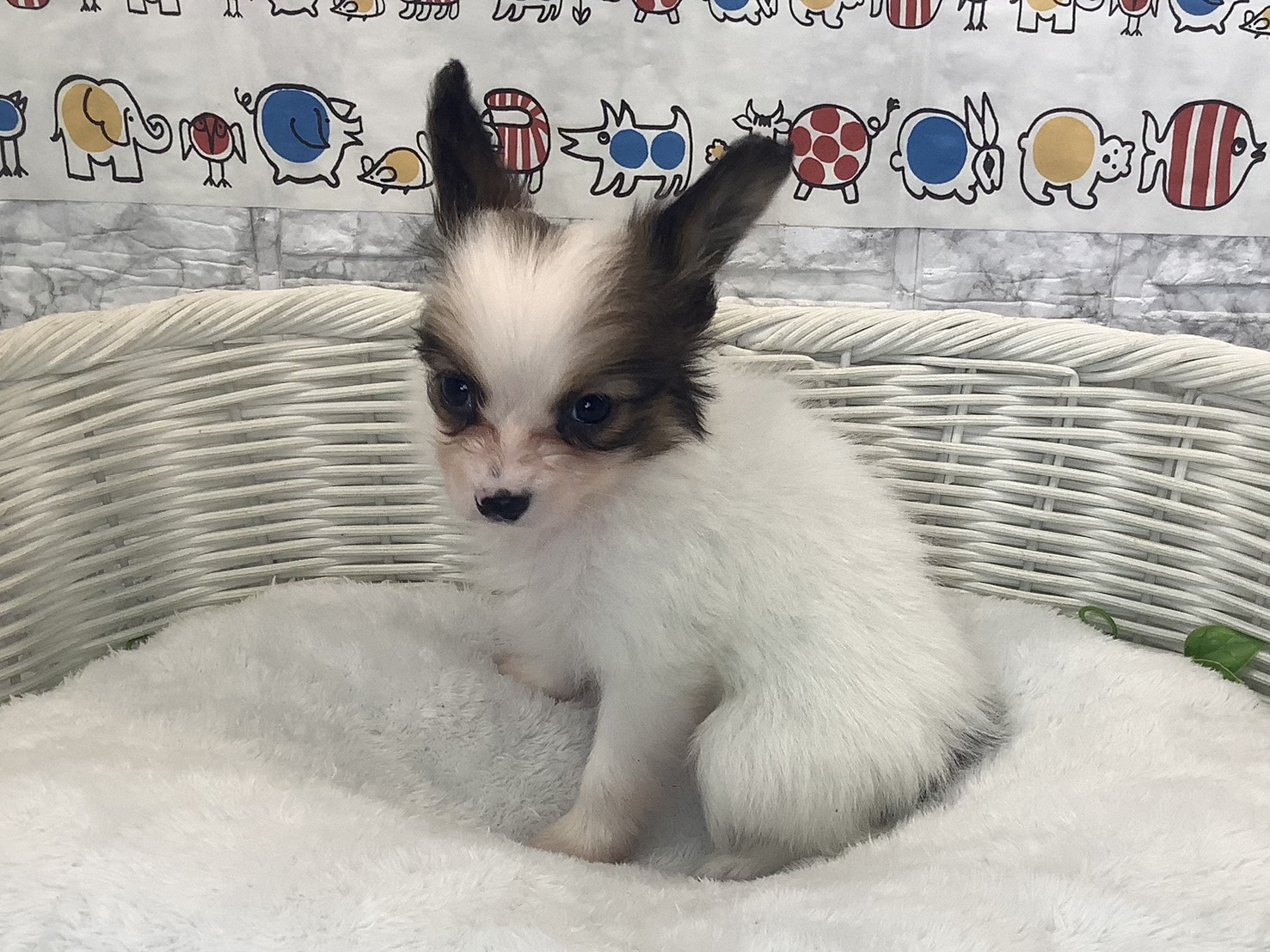 奈良県のパピヨン (マルエスペット はんな店/2025年10月14日生まれ/女の子/ホワイトセーブル)の子犬の3枚目の画像