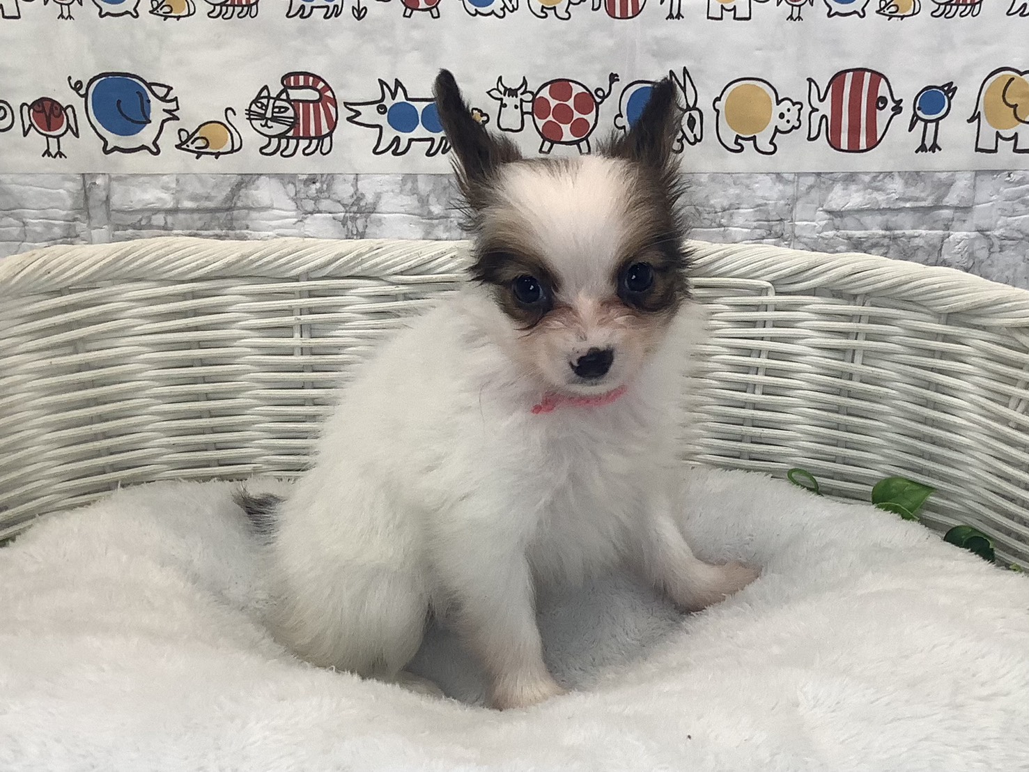 奈良県のパピヨン (マルエスペット はんな店/2025年10月14日生まれ/女の子/ホワイトセーブル)の子犬の2枚目の画像