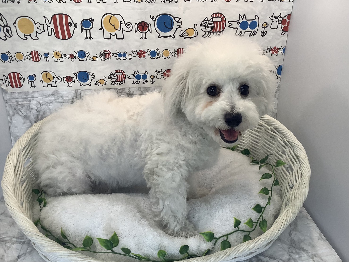 奈良県のビションフリーゼ (マルエスペット 富雄店/2025年5月28日生まれ/女の子/ホワイト)の子犬の2枚目の画像