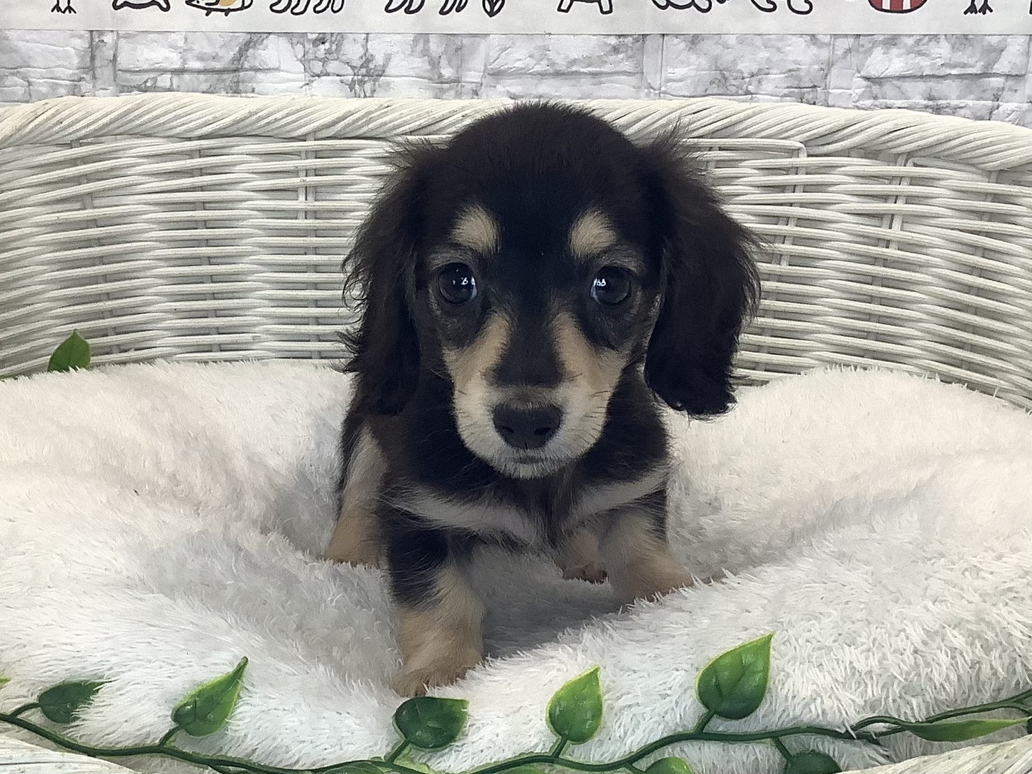 奈良県のミニチュアダックスフンド(ロング) (マルエスペット 押熊店/2025年10月13日生まれ/女の子/ブラックイエロー)の子犬の1枚目の画像