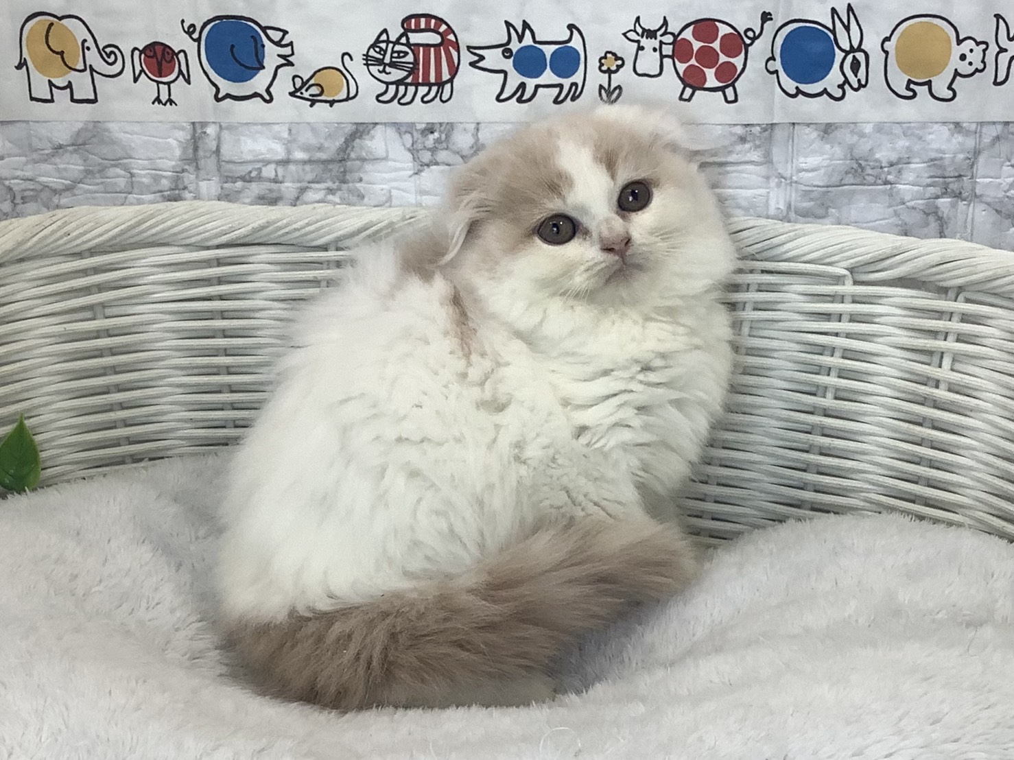 静岡県のスコティッシュフォールド (マルエスペット清水駒越店/2025年10月6日生まれ/男の子/クリームタビーホワイト)の子猫の2枚目の画像