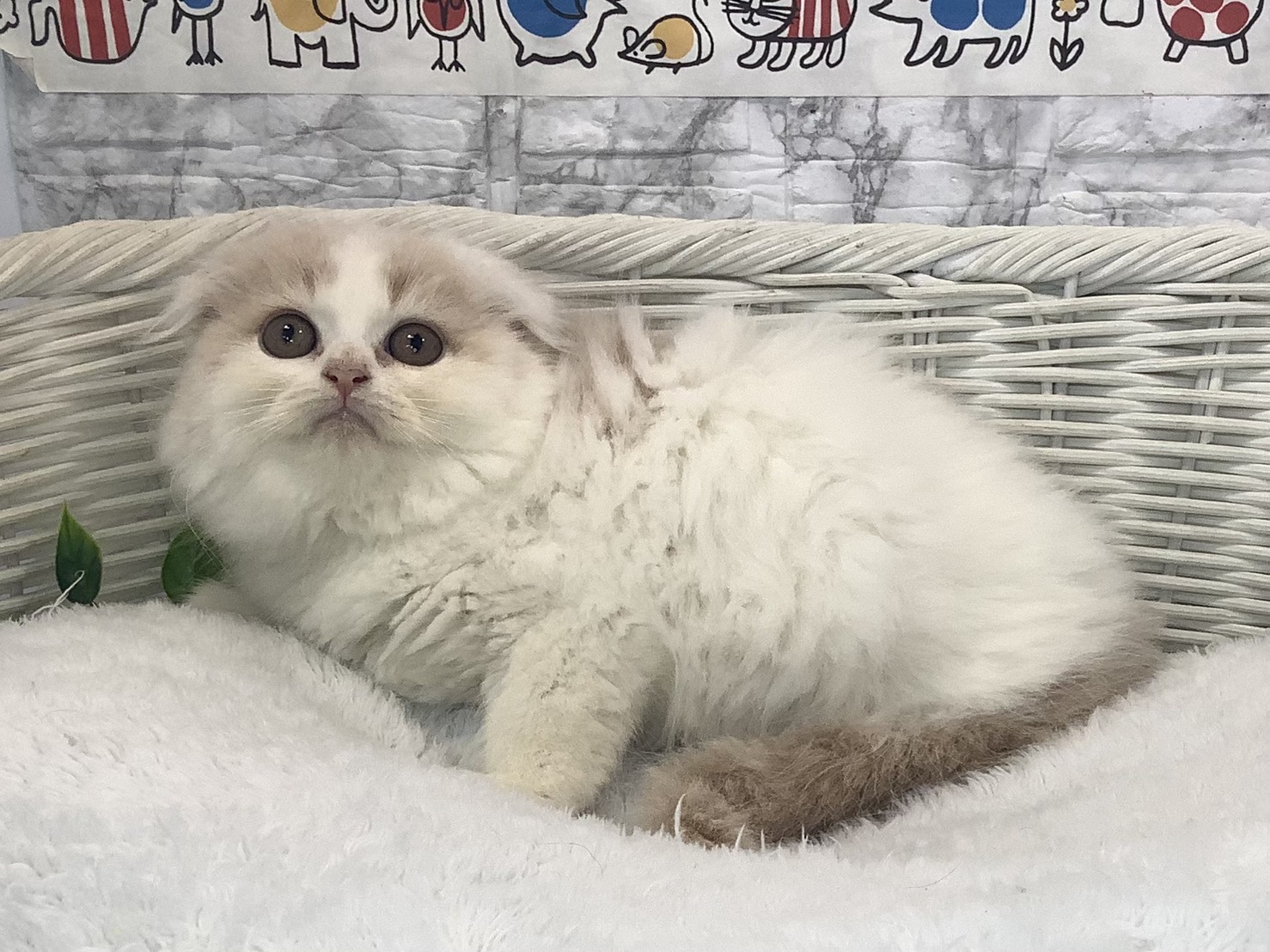 静岡県のスコティッシュフォールド (マルエスペット清水駒越店/2025年10月6日生まれ/男の子/クリームタビーホワイト)の子猫の3枚目の画像