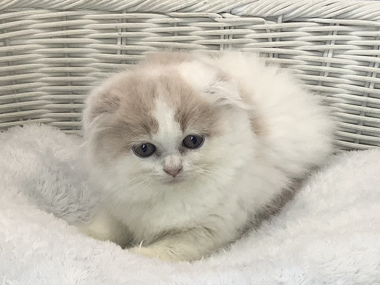 静岡県のスコティッシュフォールド (マルエスペット清水駒越店/2025年10月6日生まれ/男の子/クリームタビーホワイト)の子猫の1枚目の画像