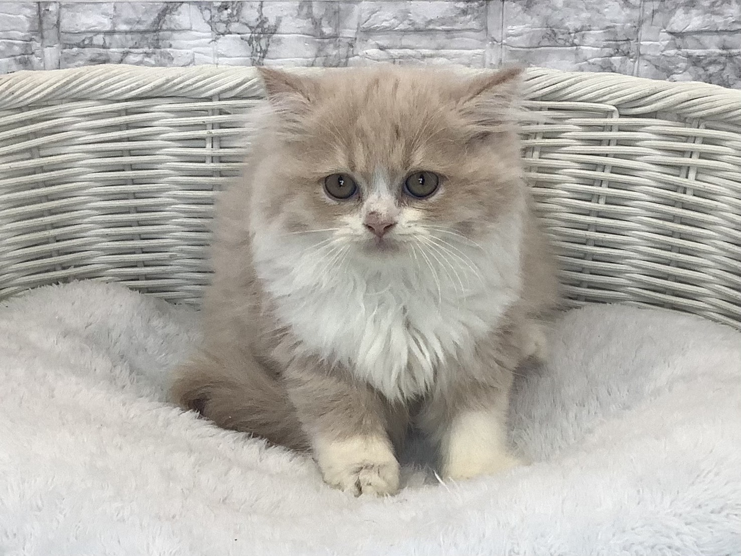 広島県のスコティッシュフォールド (マルエスペット広島段原ショッピングセンター店/2025年10月6日生まれ/男の子/クリームタビーホワイト)の子猫の1枚目の画像