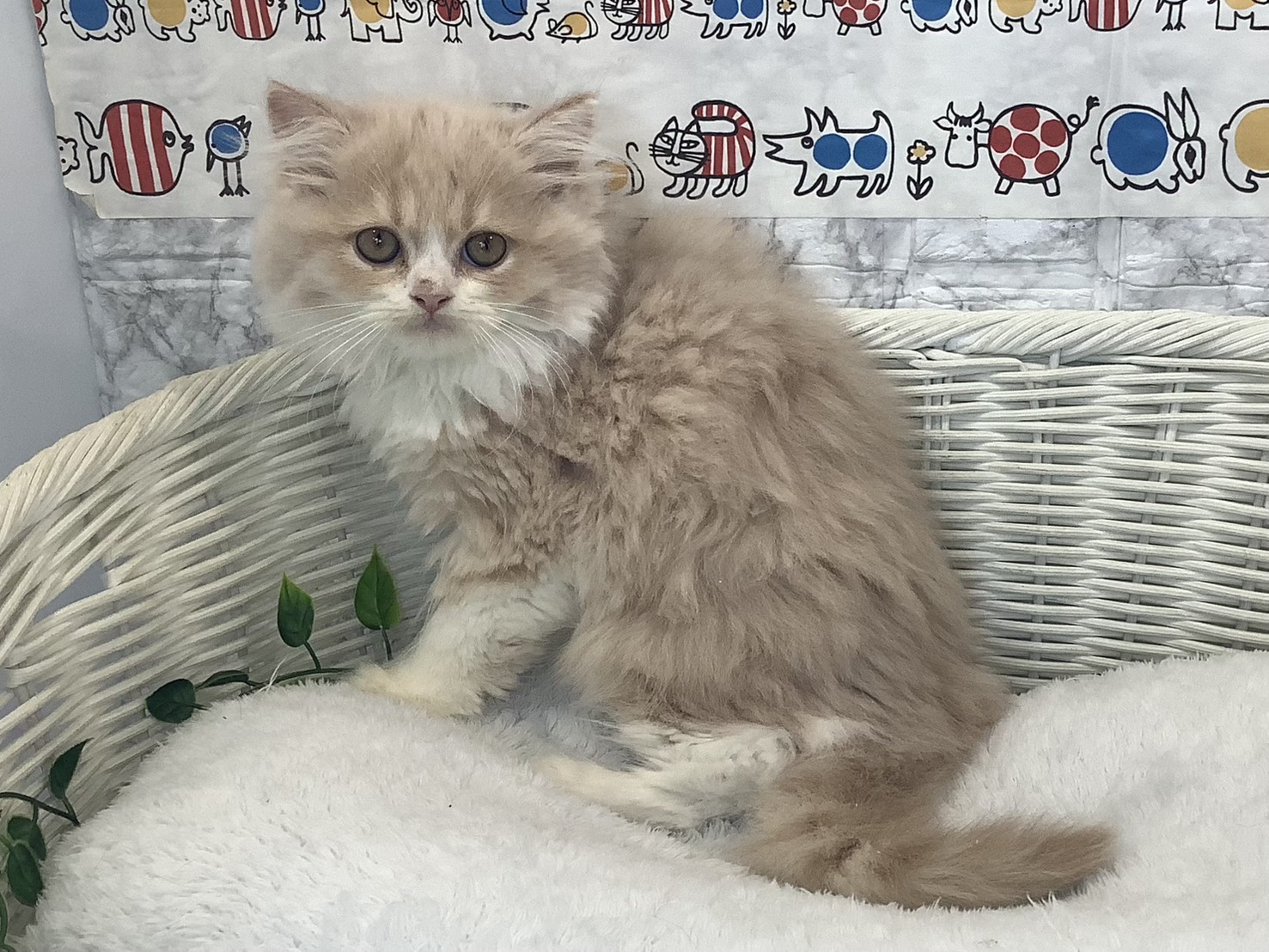 広島県のスコティッシュフォールド (マルエスペット広島段原ショッピングセンター店/2025年10月6日生まれ/男の子/クリームタビーホワイト)の子猫の3枚目の画像