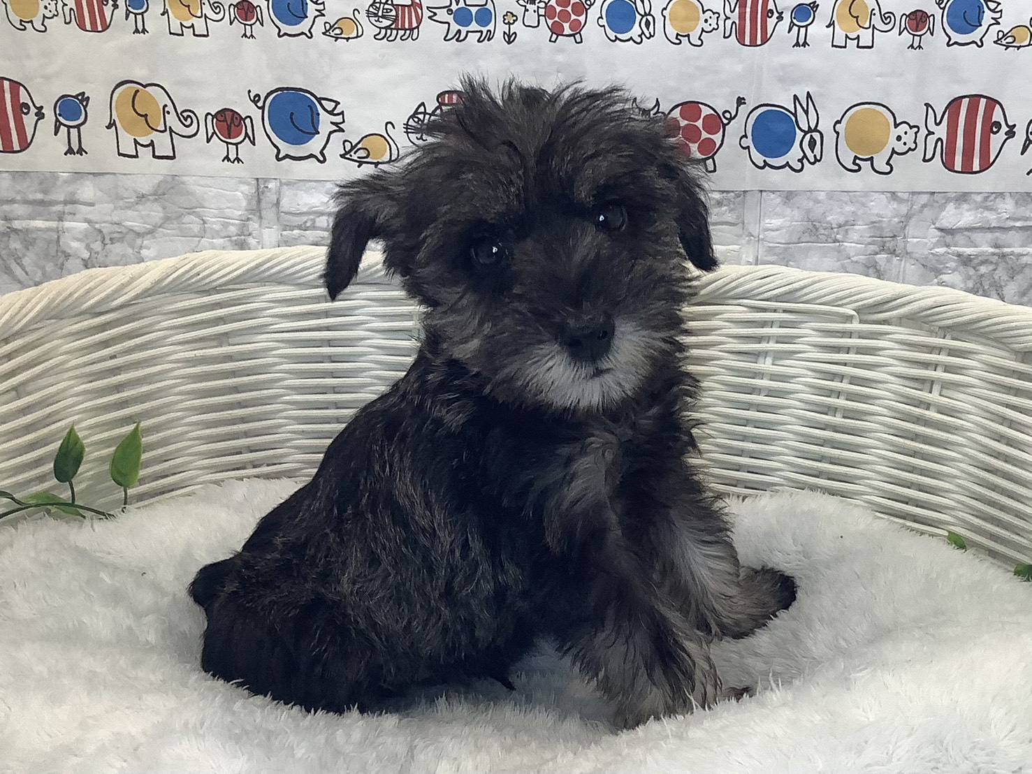 神奈川県のミニチュアシュナウザー (マルエスペット相模大野店/2025年10月12日生まれ/男の子/ソルトペッパー)の子犬の2枚目の画像