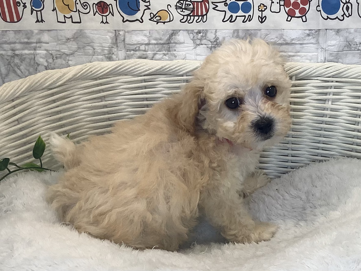 奈良県のビションプー(ビションフリーゼ×プードル) (ペットアミ生駒店/2025年10月12日生まれ/男の子/クリーム)の子犬の2枚目の画像